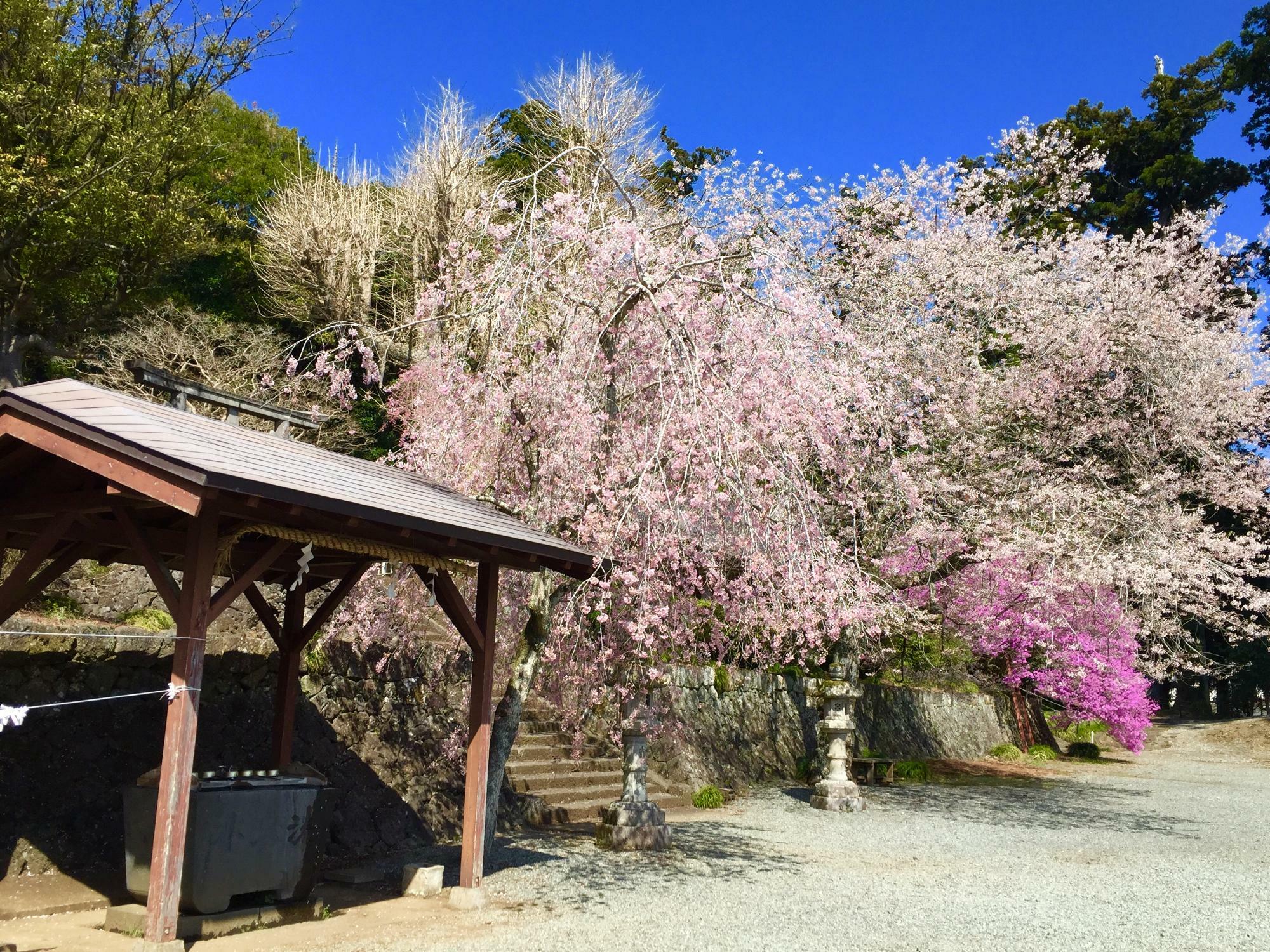 散り際のしだれ桜もまだまだ綺麗でした。