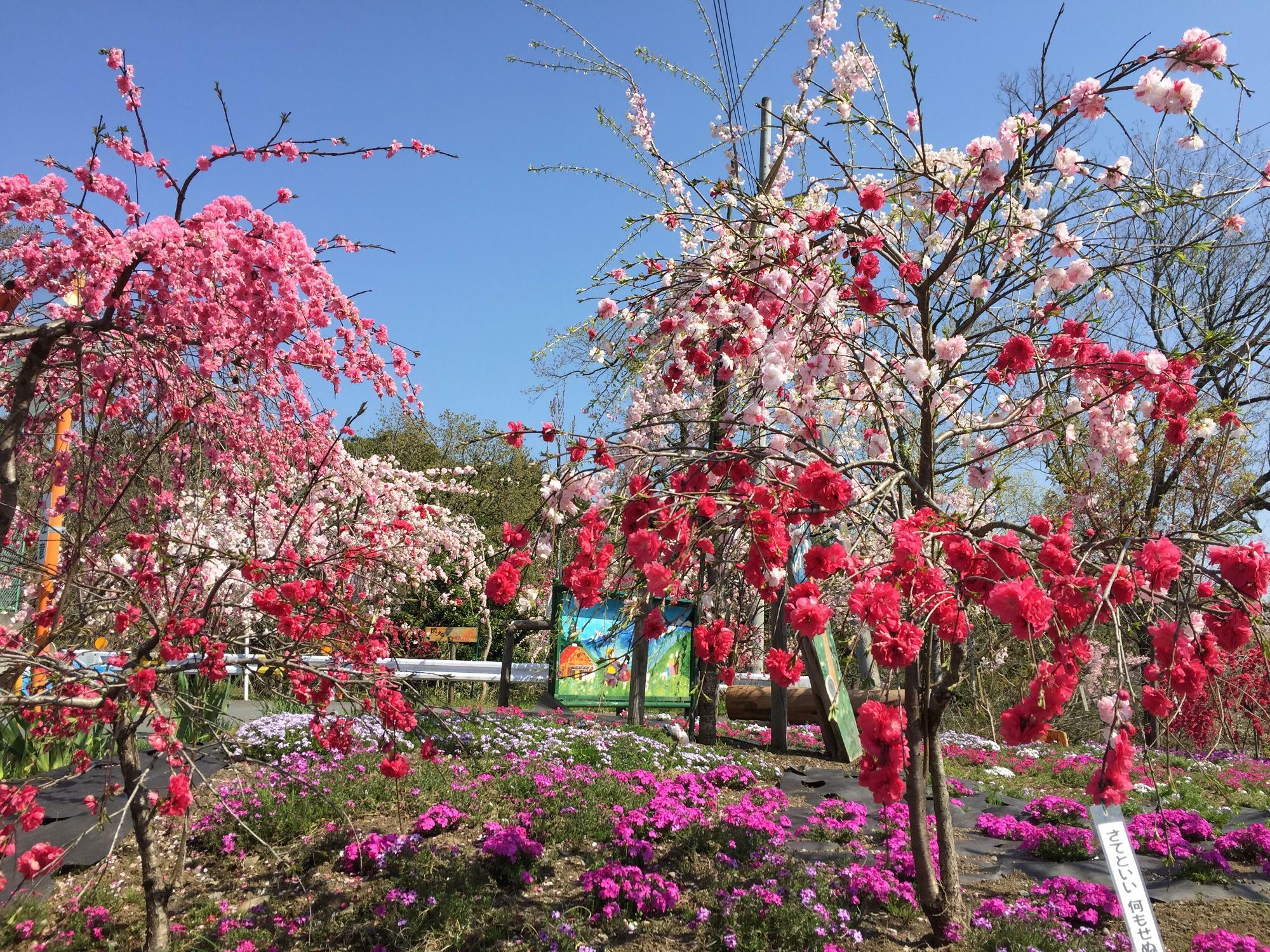 満開のしだれ桜。鮮やかな色は気持ちが明るくなります。