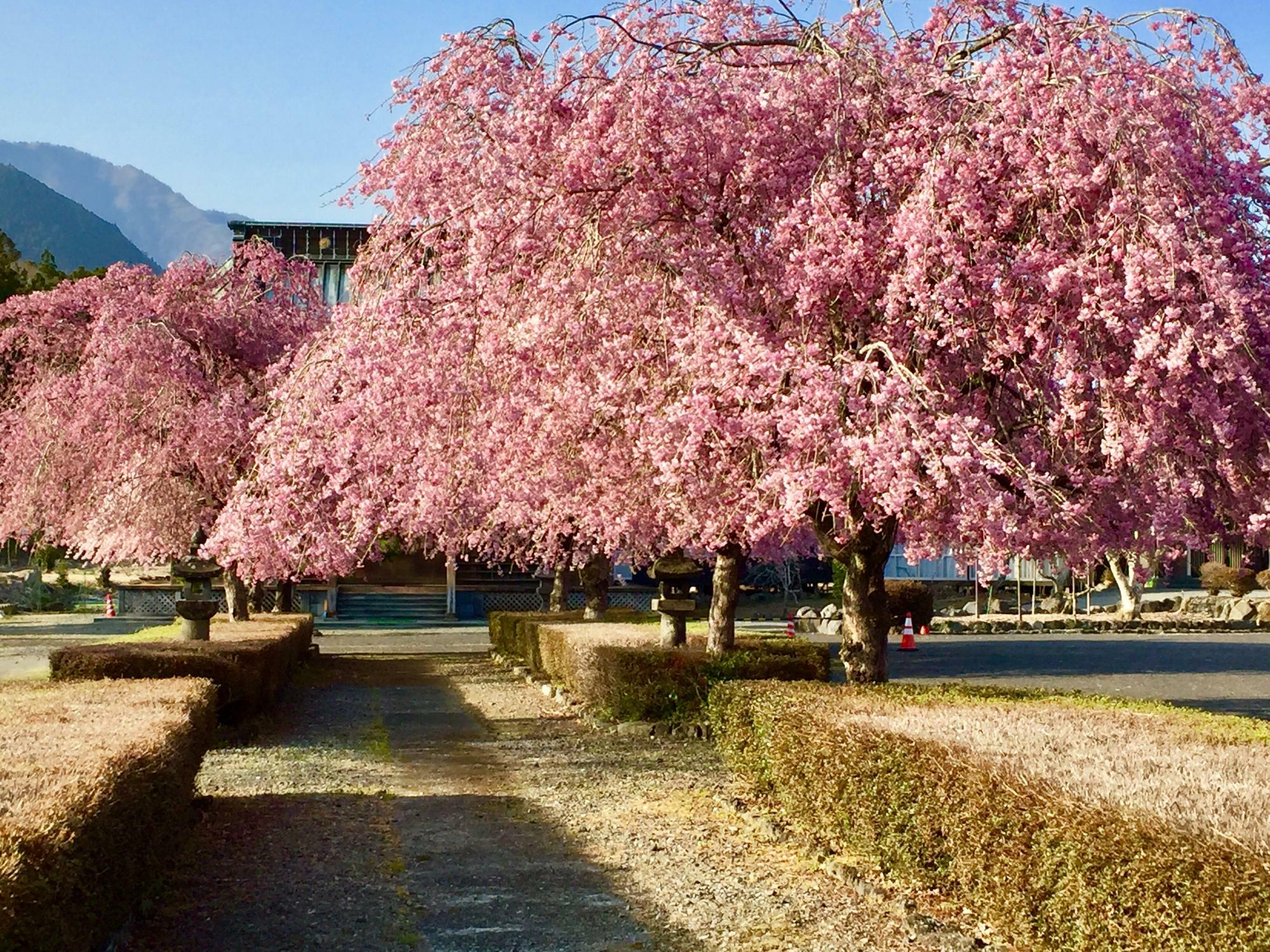 桜が見事！