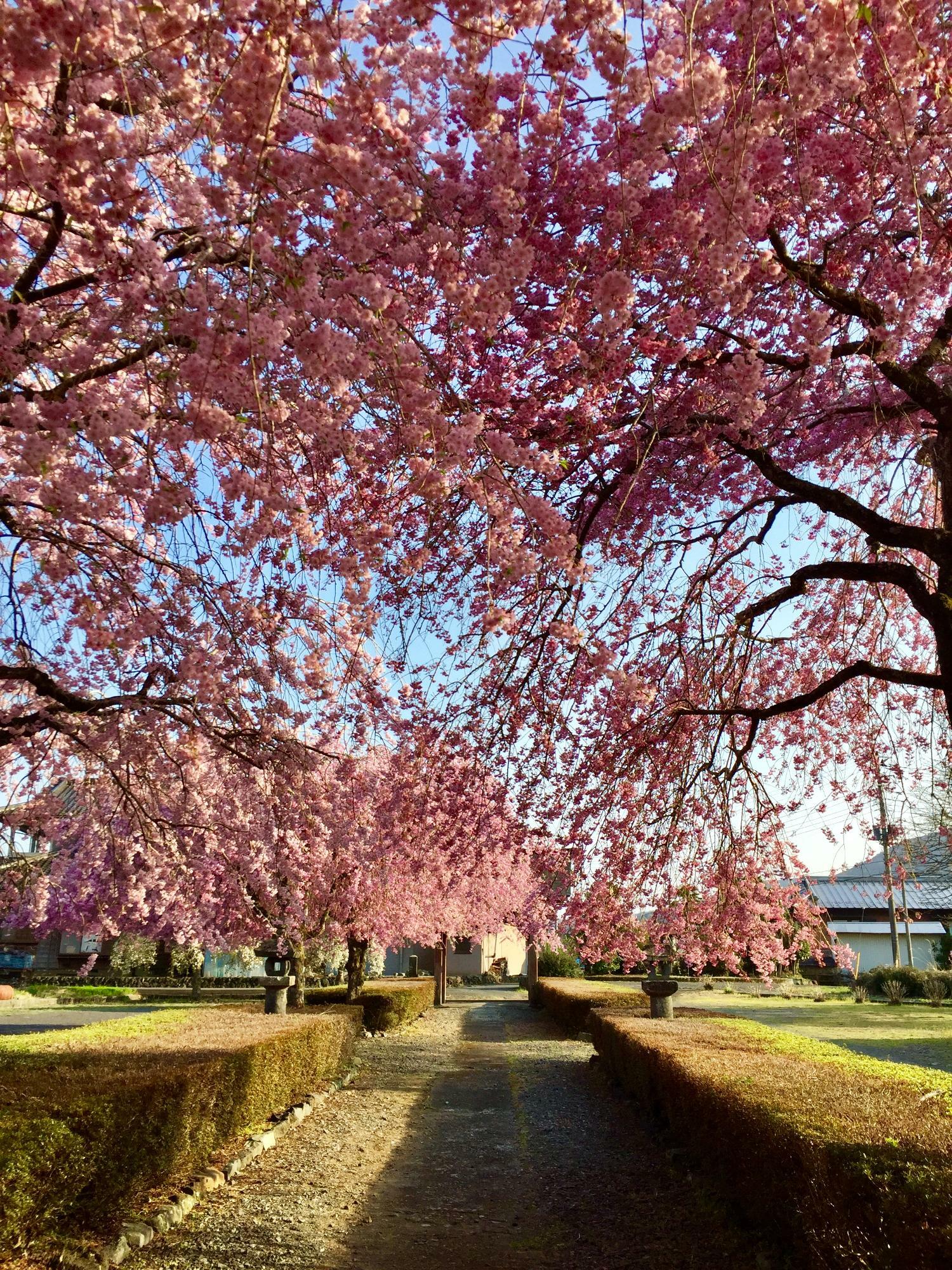 見上げても桜！