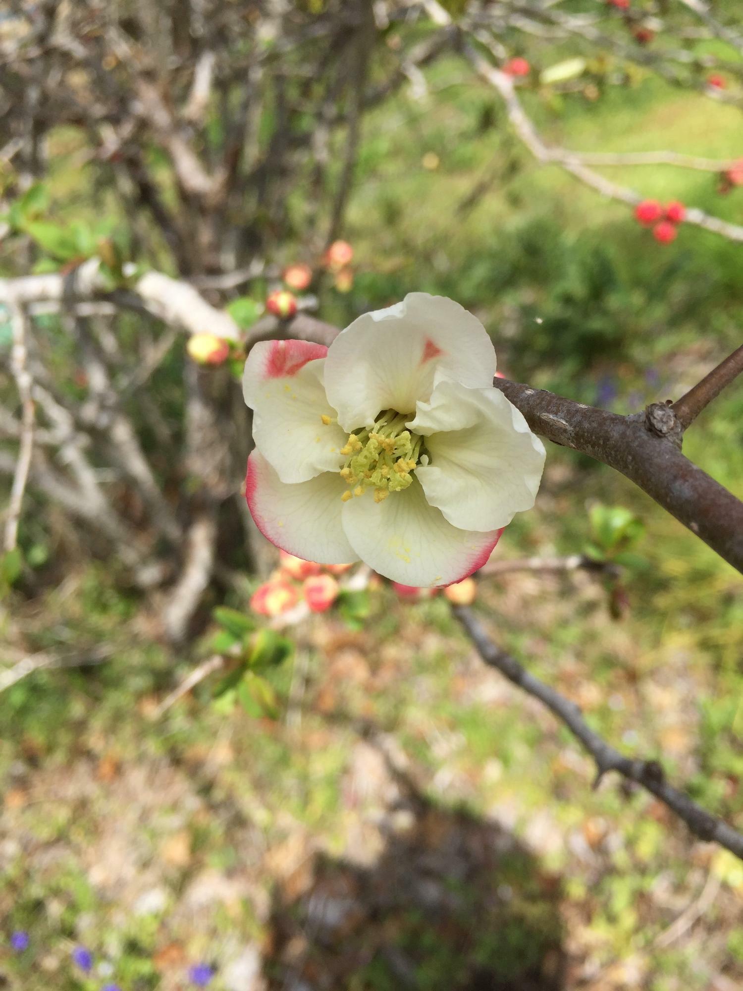 ボケの花