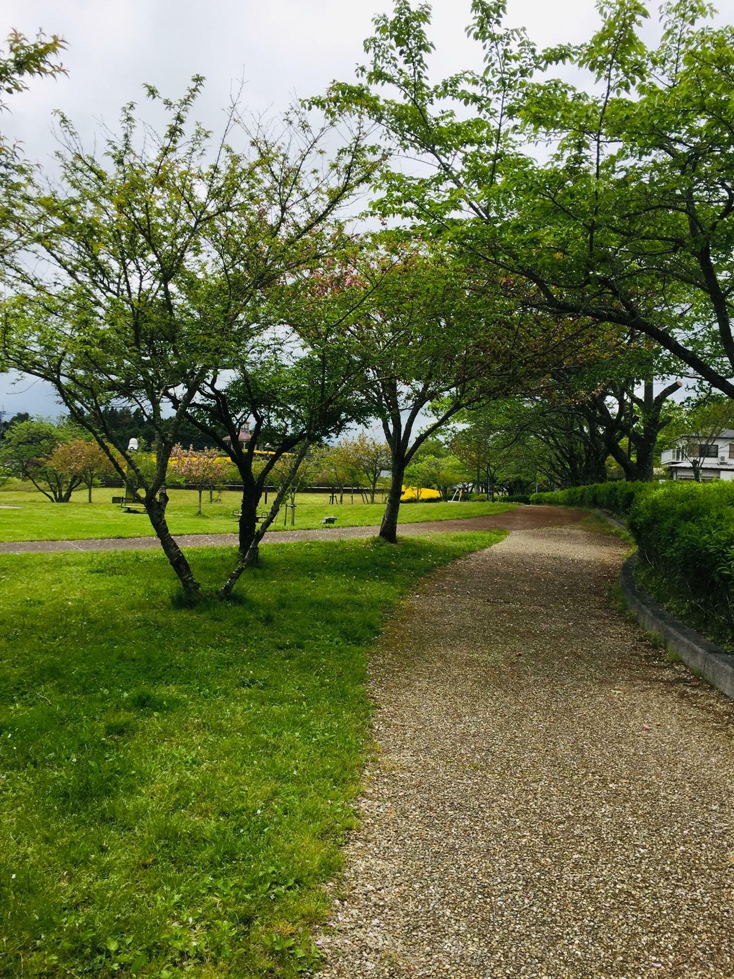 桜の木が多い中央地区。散歩している方の姿がありました。