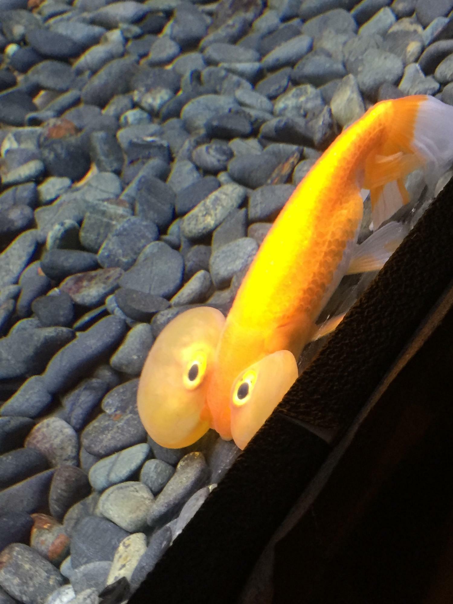 水泡眼という種類の金魚。なぜか笑ってしまいます。