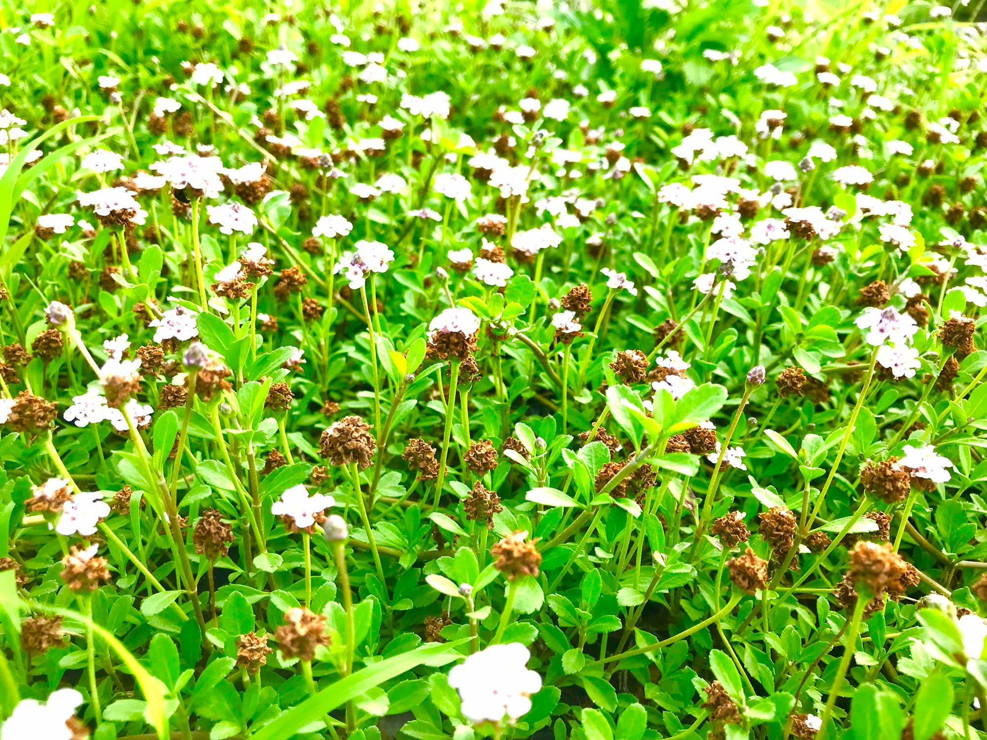 沿岸の花