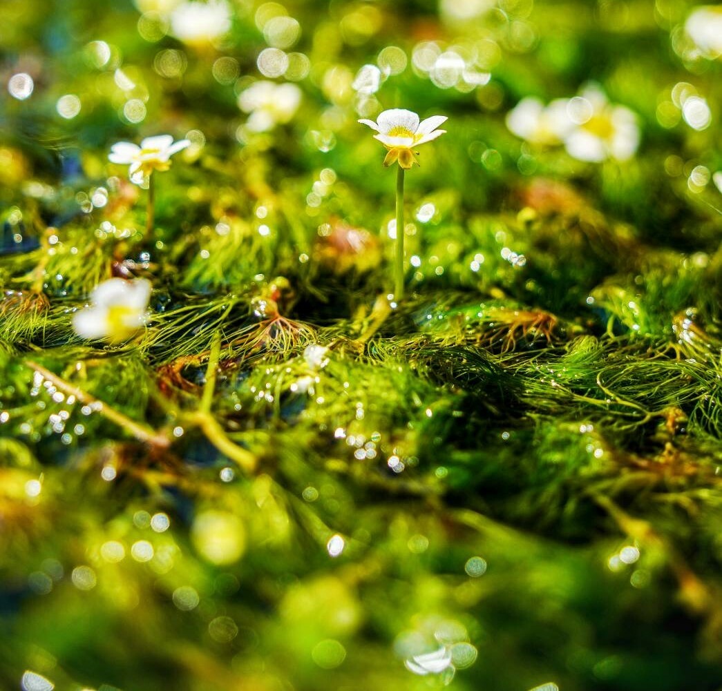 こちらは知り合いのインスタグラマーから頂いた写真。これが梅花藻だそうです。