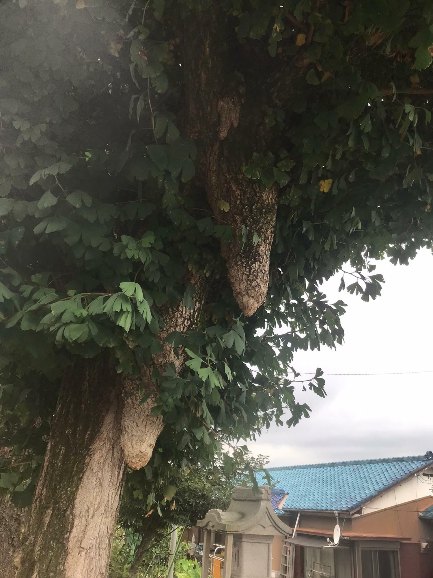 イチョウの木は乳根がありました。