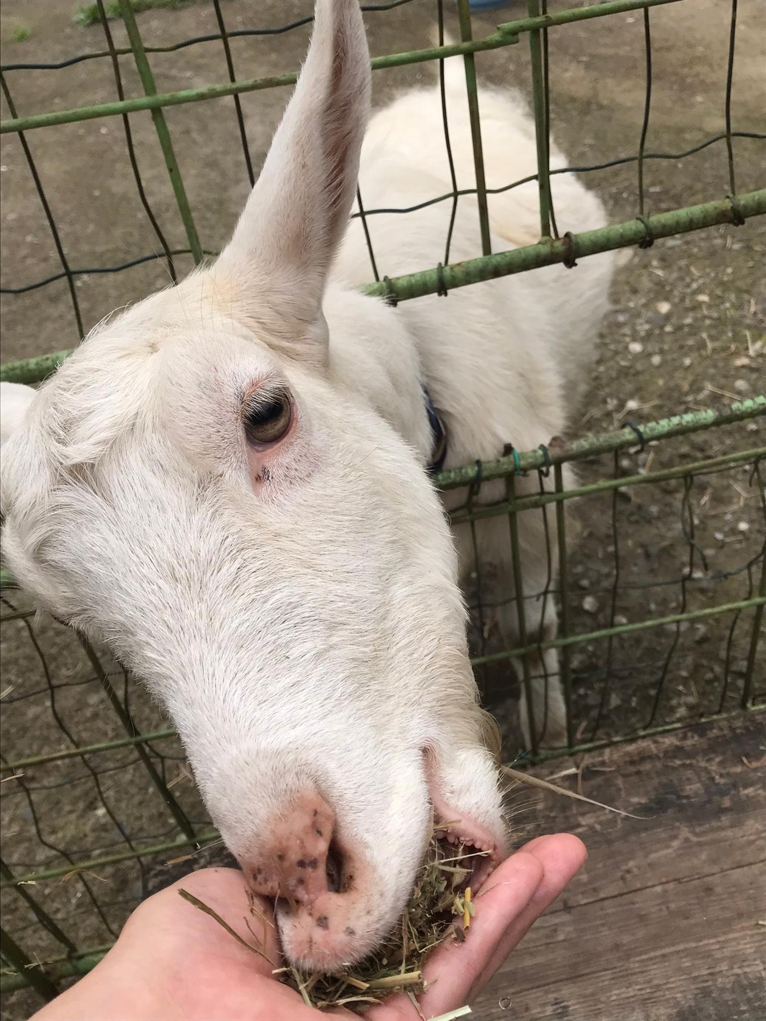 豪快な食べっぷり！