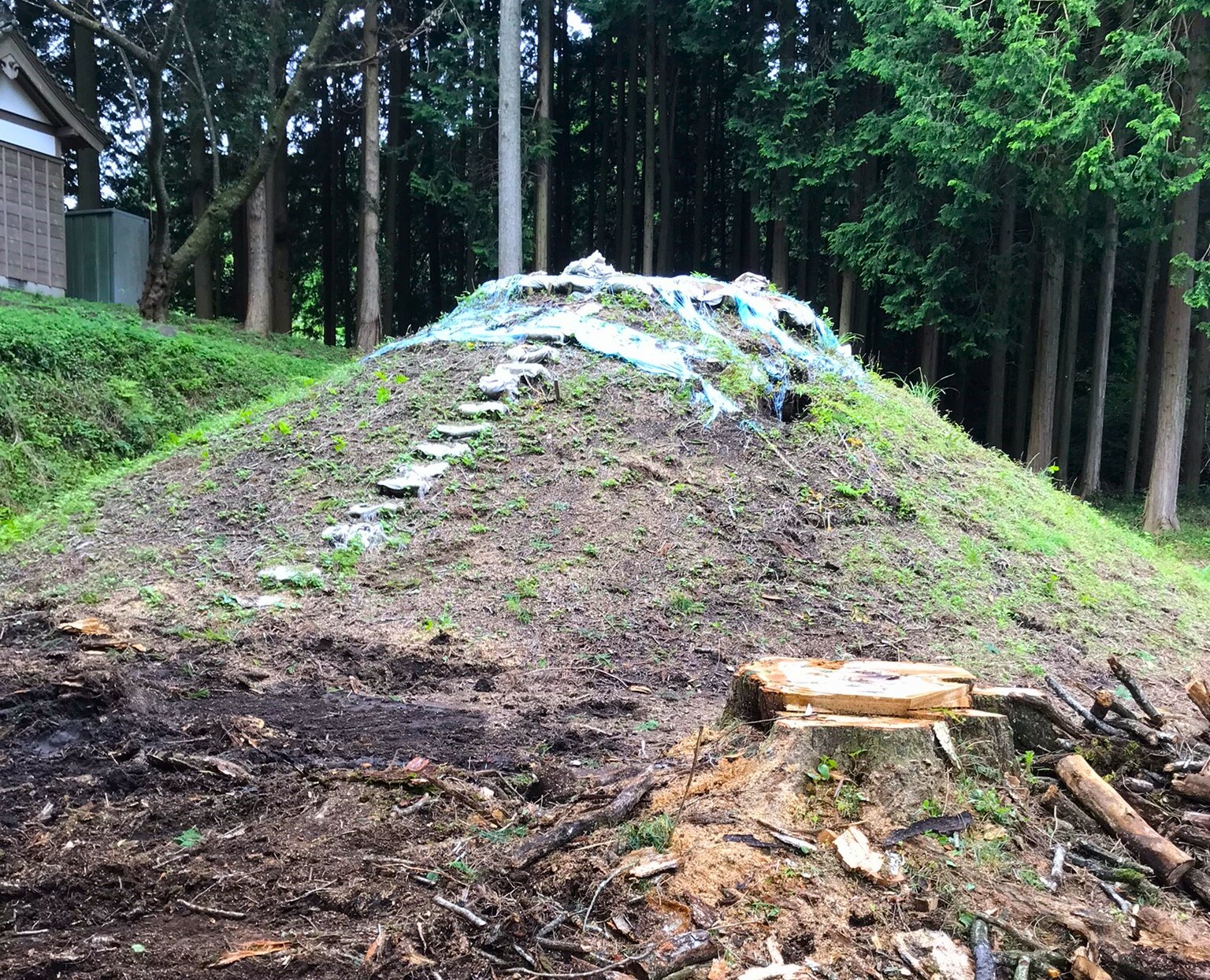 土俵の前には大きな切株が…切り倒されて間もないようです…