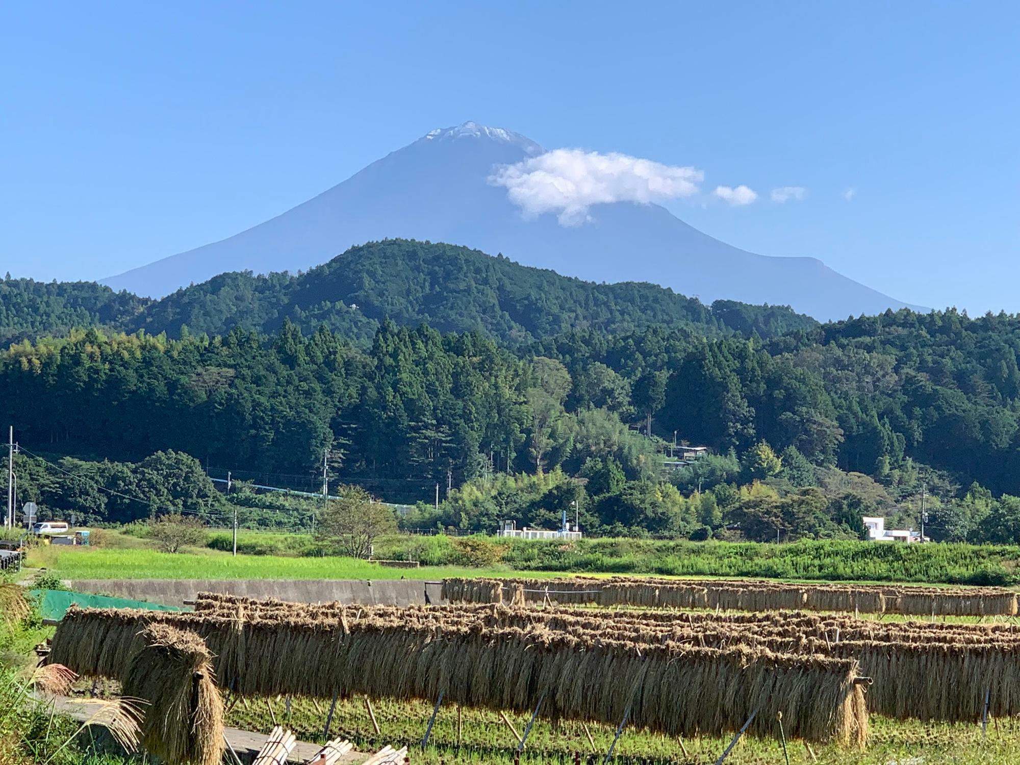 9月30日に撮影。はさがけと初冠雪の景色が撮れました