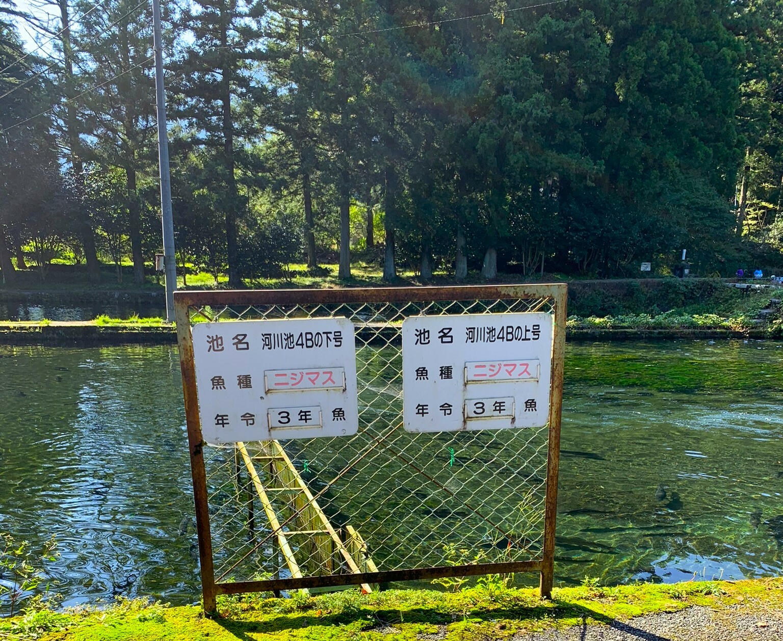 鱒池には池名と魚種、年齢が書かれた看板があります