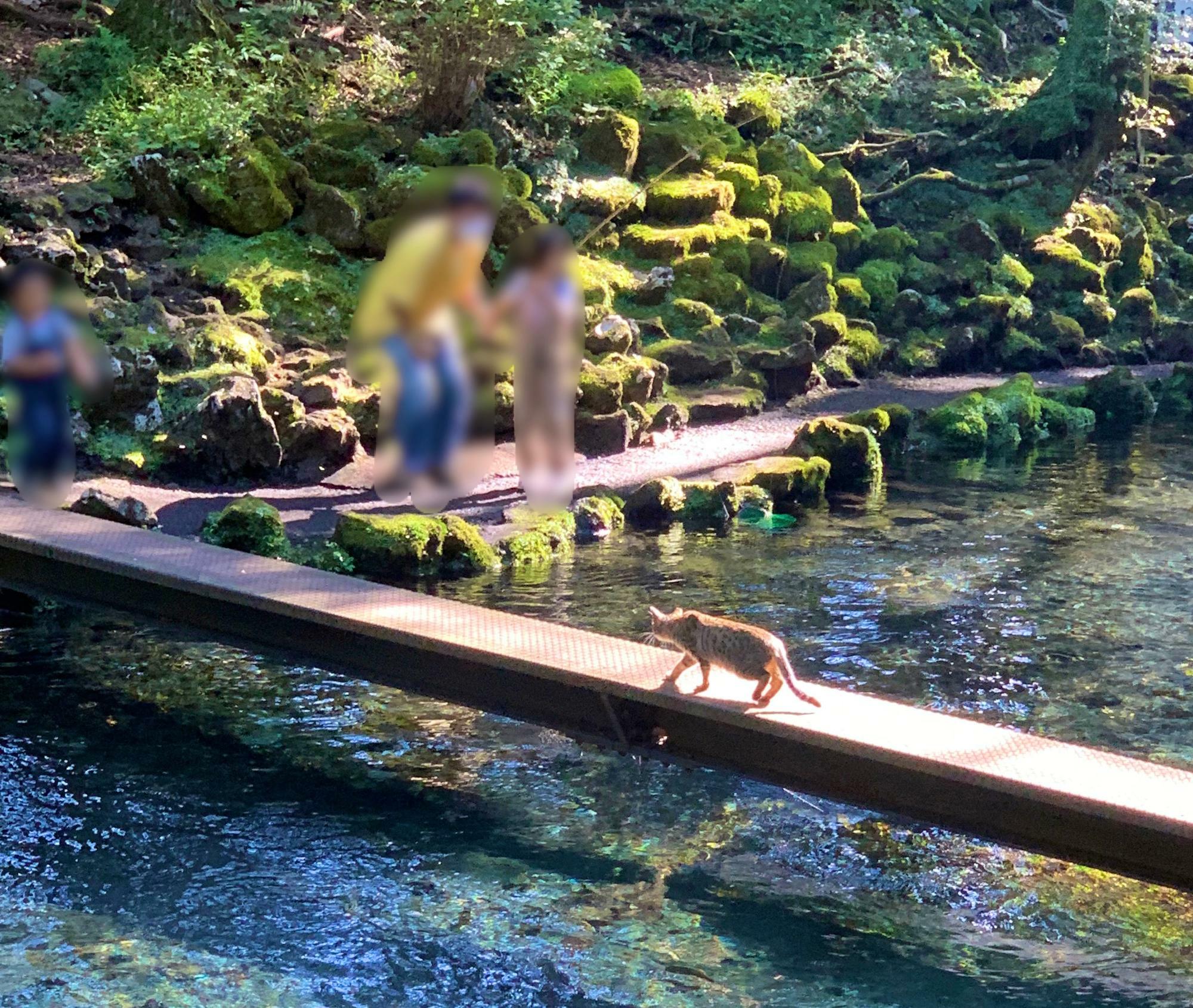 桜ネコちゃんが橋を渡っている姿も見れました