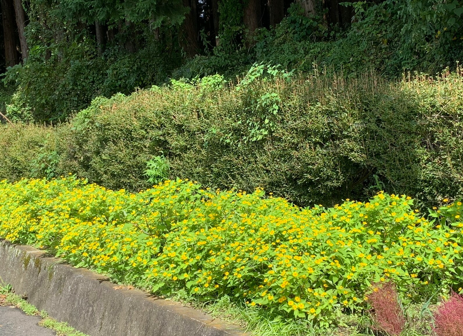 道路沿いの花壇の花は満開です