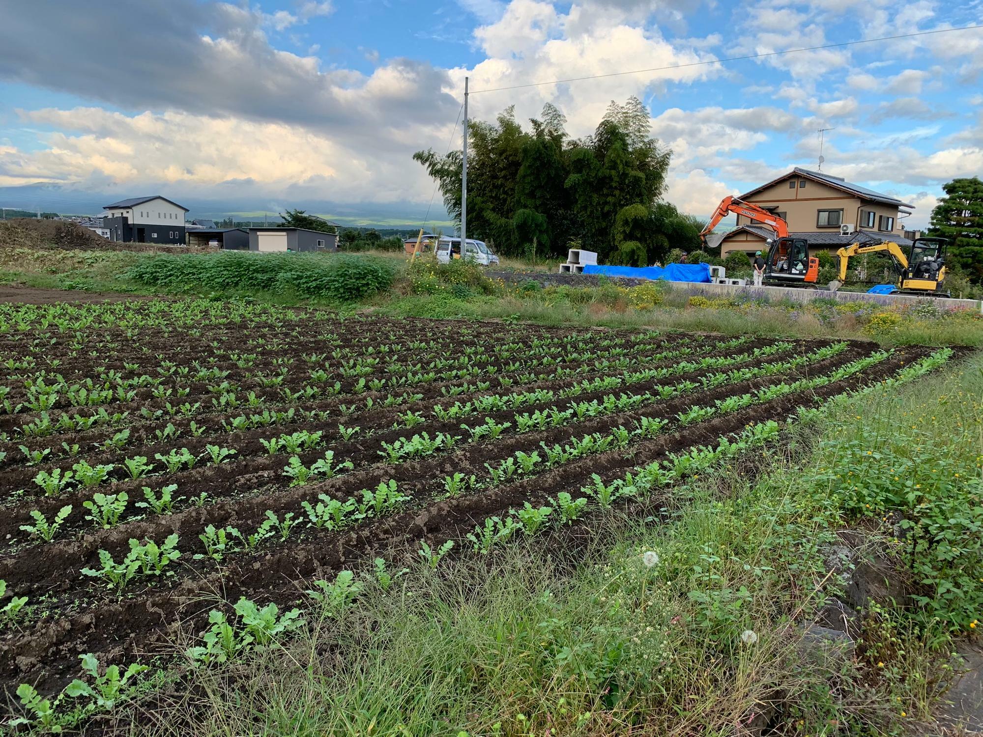 この辺りはざる菊スポットだった場所だと思います