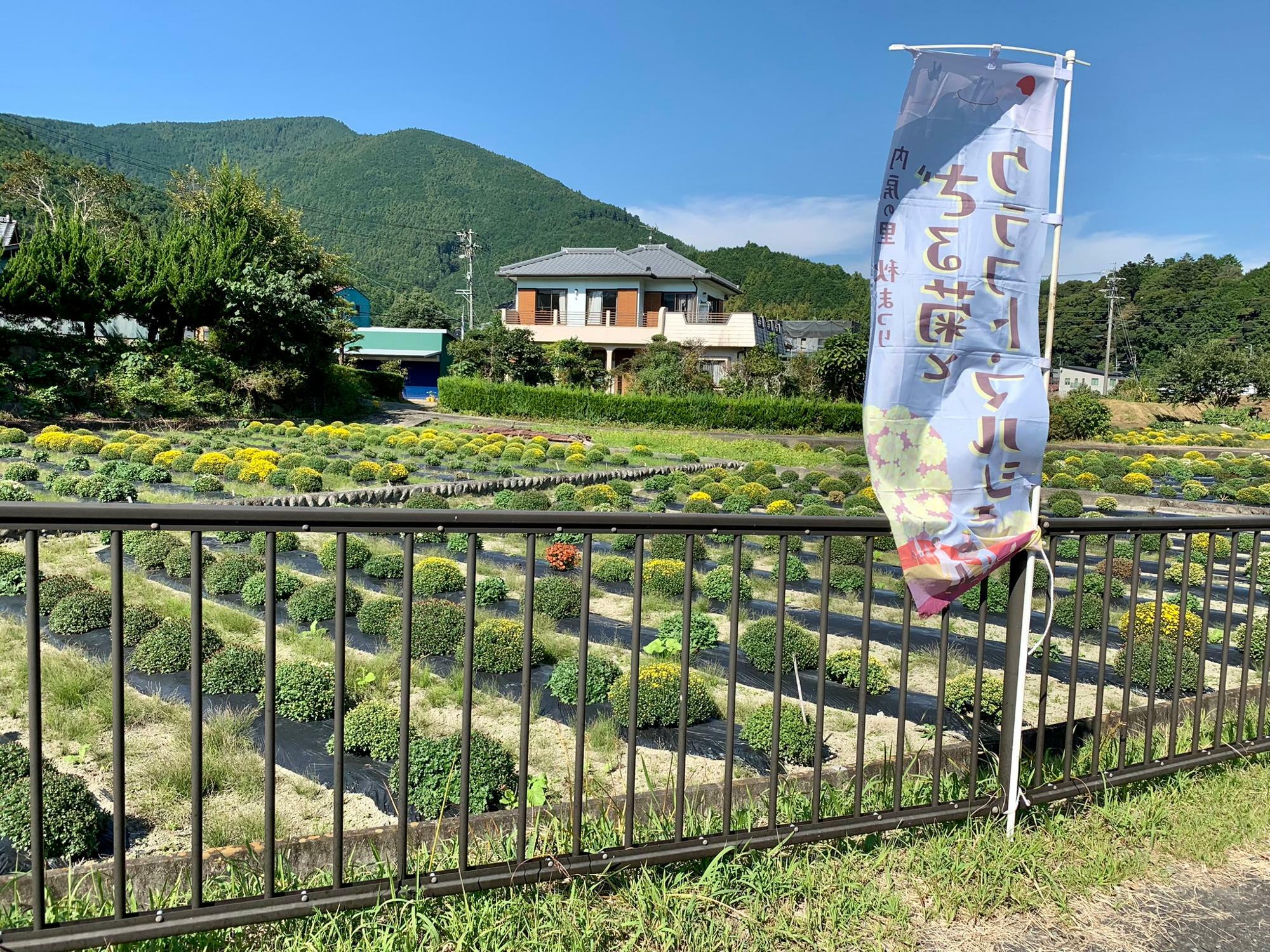 道路沿いから