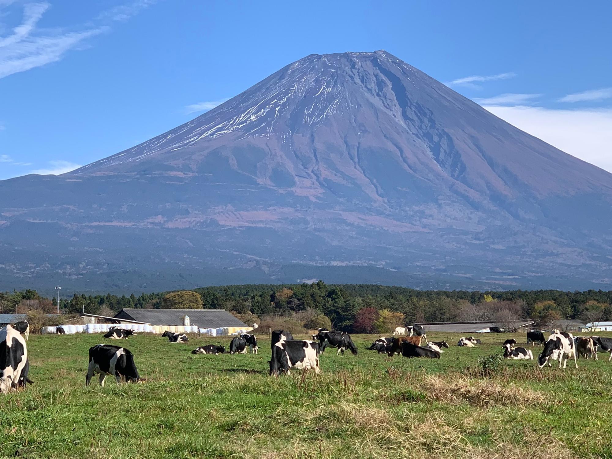 朝霧の牧場の様子。この辺りの牛たちから絞られた生乳でしょうか