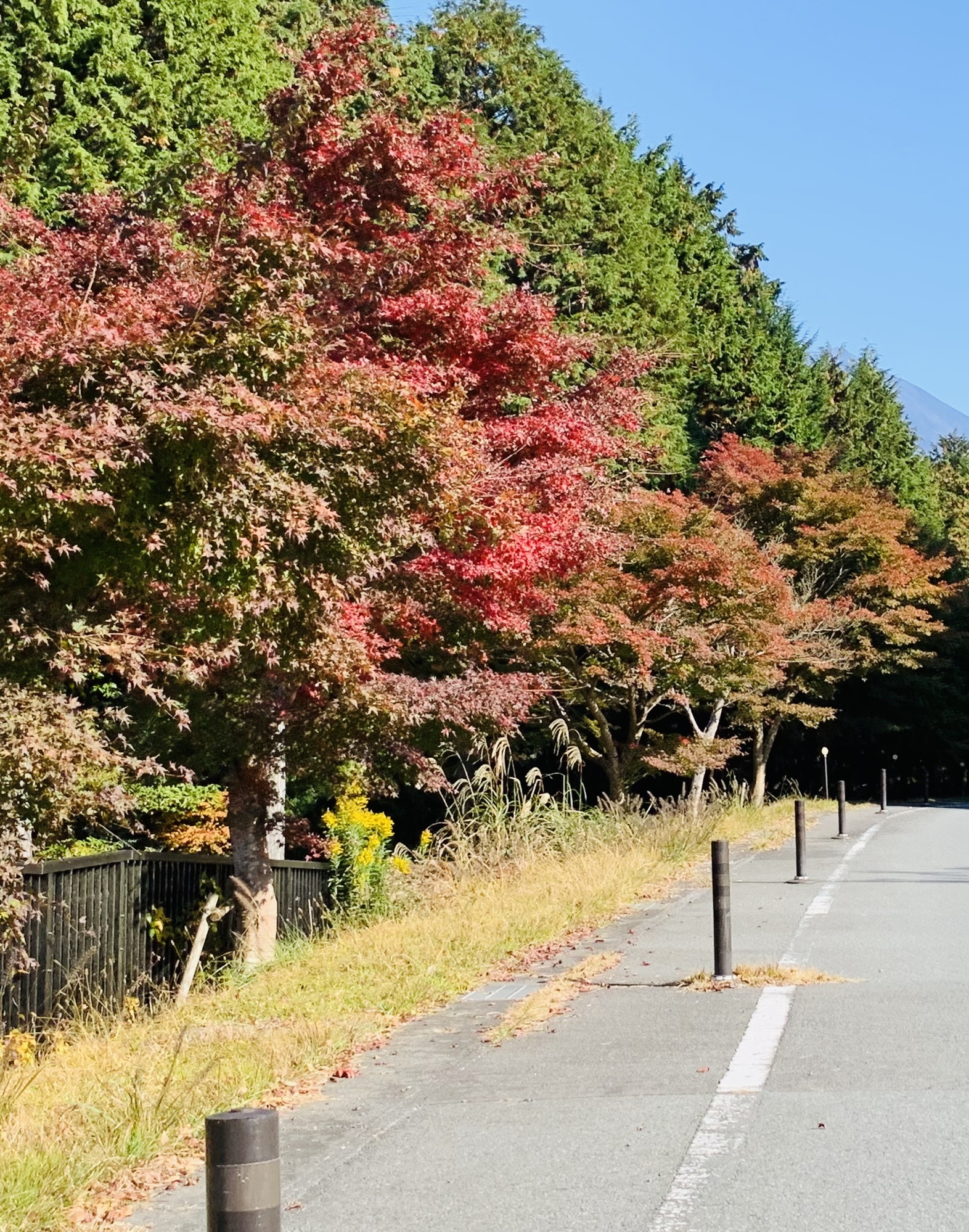 道路沿いも紅葉が綺麗です