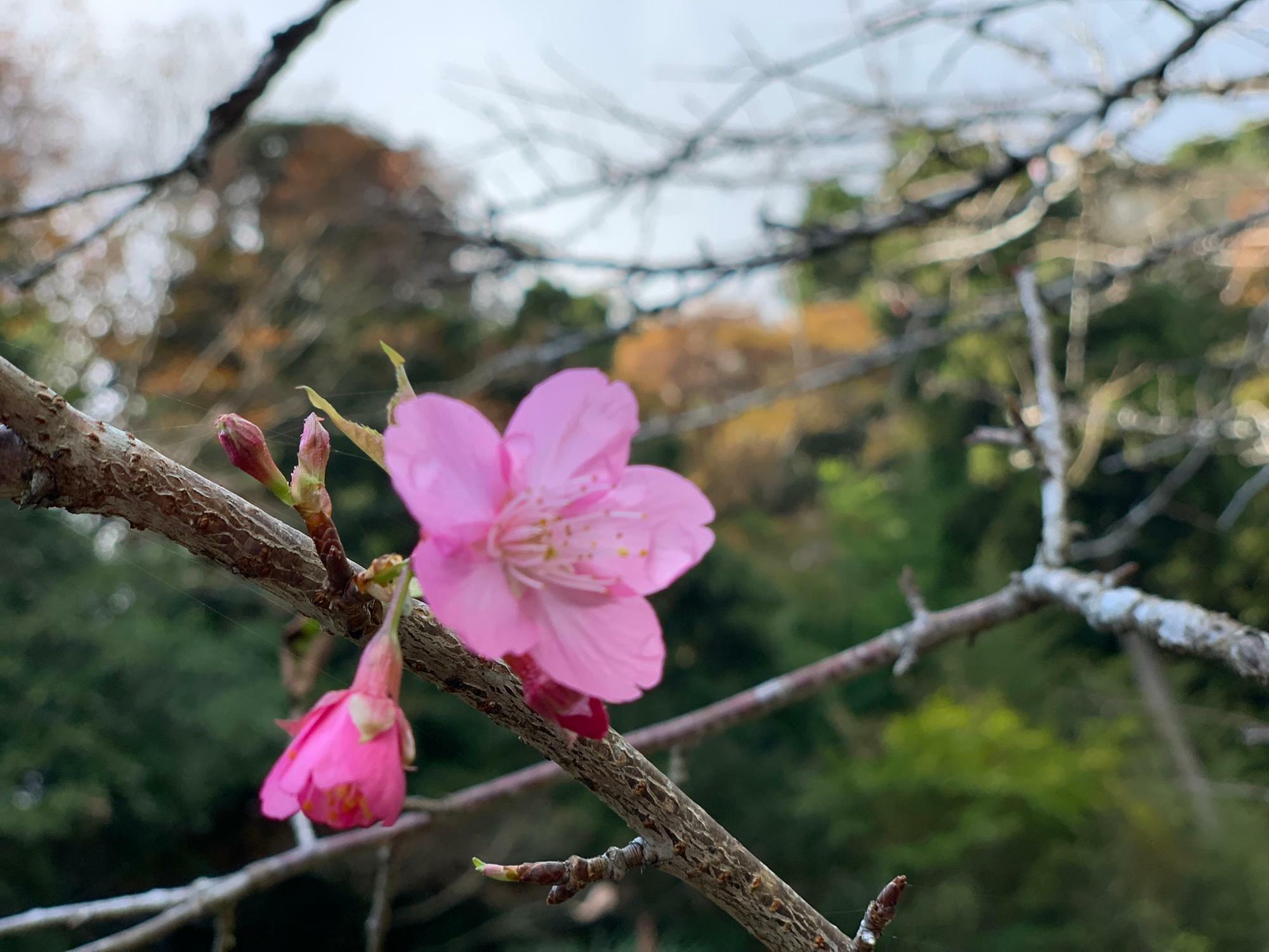 モミジの木の横で咲く桜…不思議な光景です