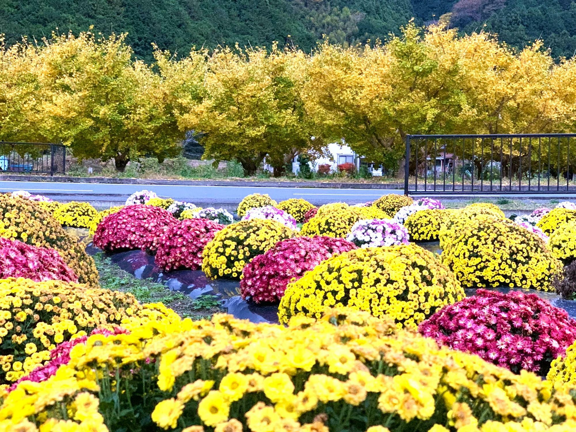 黄葉とざる菊