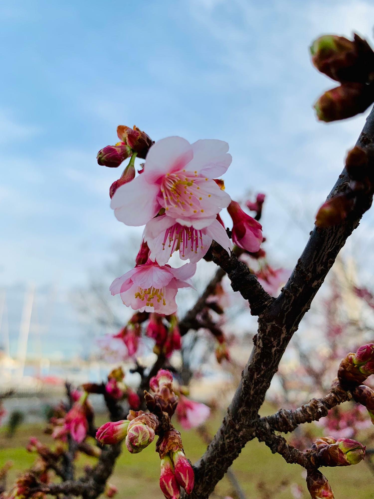公園にあった河津桜が少しだけ咲いていました。