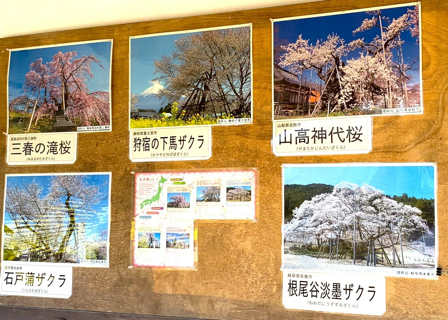 あずまやの中には日本五大桜の紹介がありました