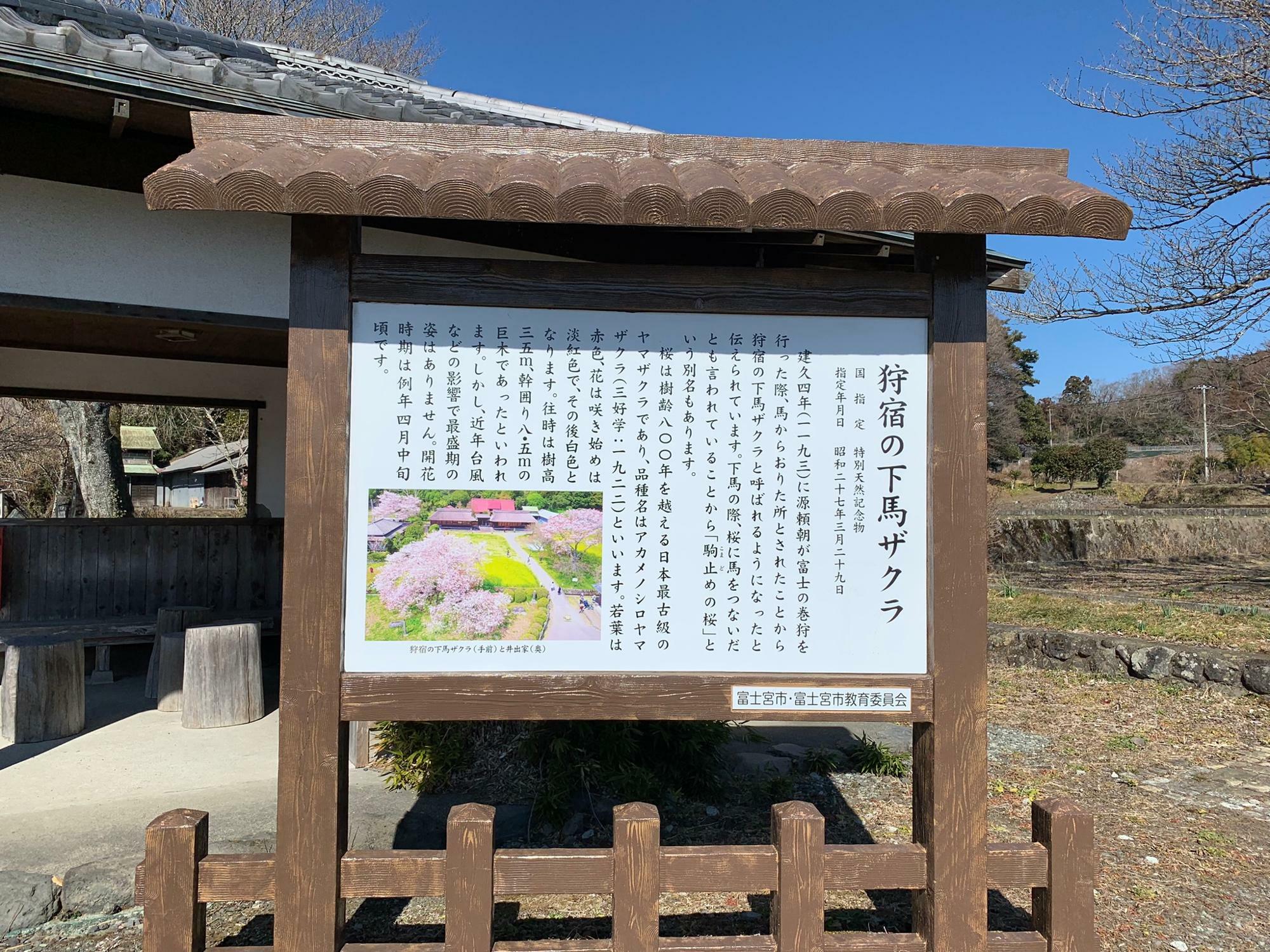 狩宿の下馬ザクラ説明看板