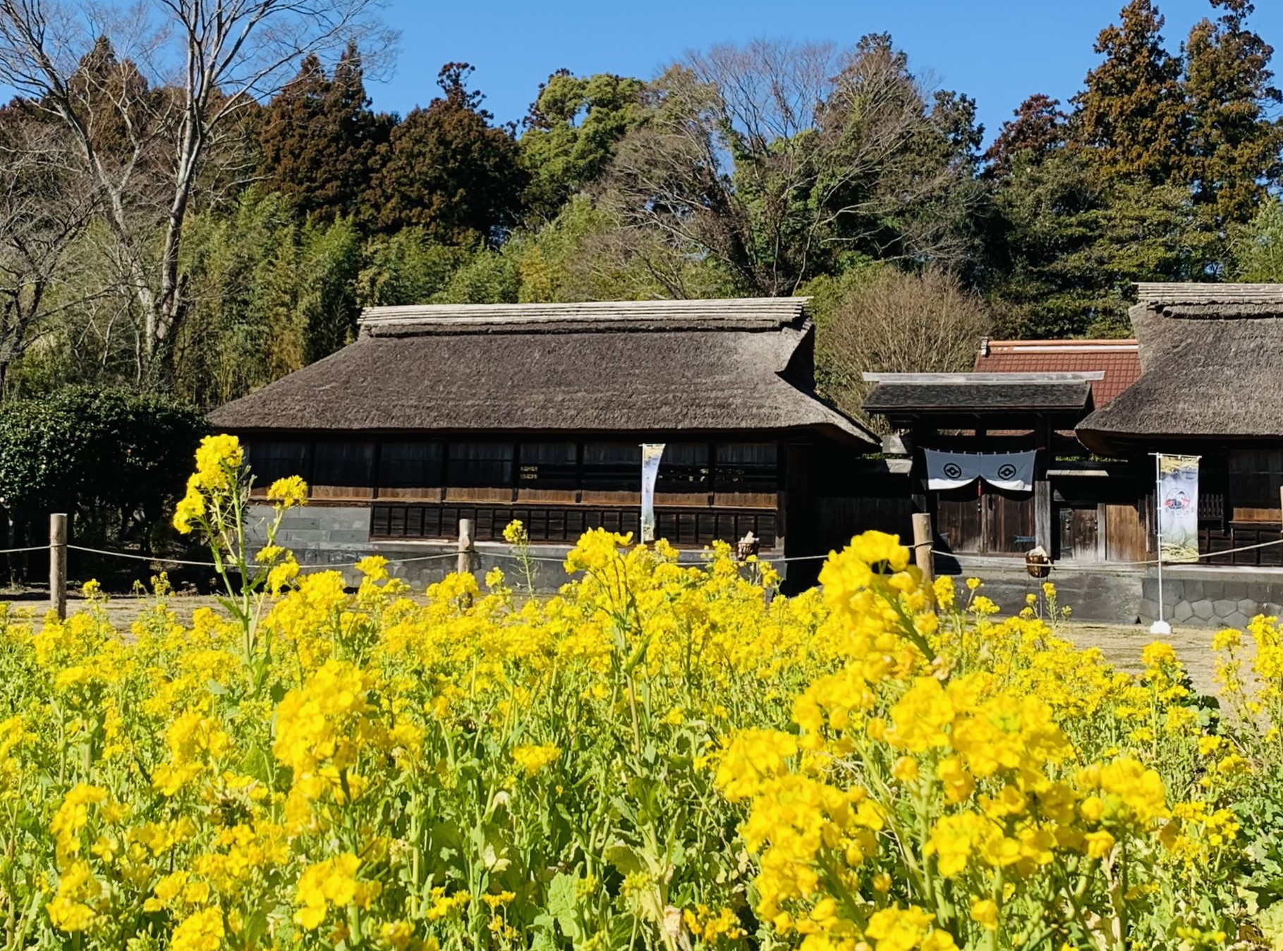富士宮市】狩宿の桜…はまだですが、梅と菜の花で春の訪れを感じました！（渡辺雅来） エキスパート !ニュース