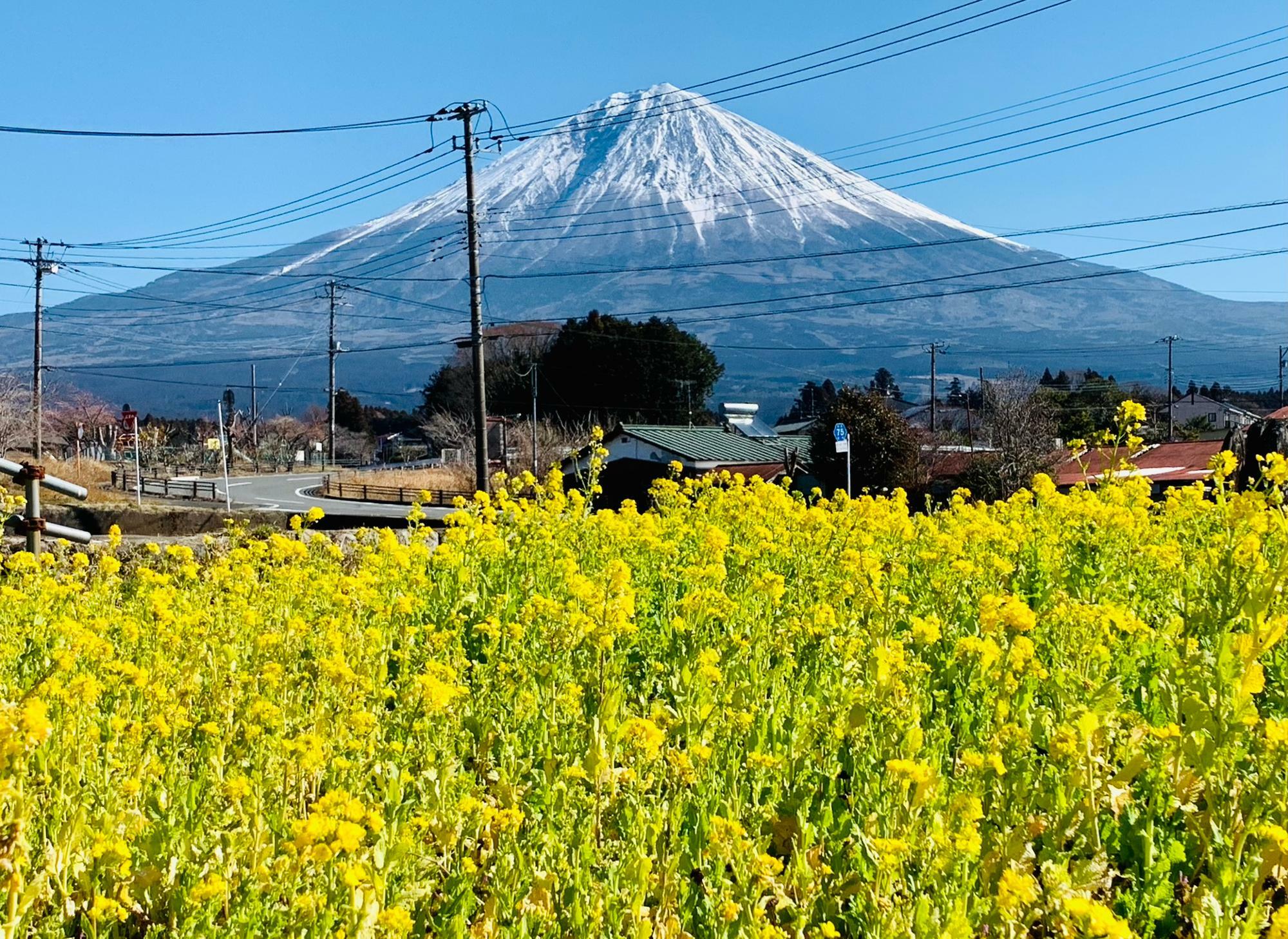 菜の花畑と富士山