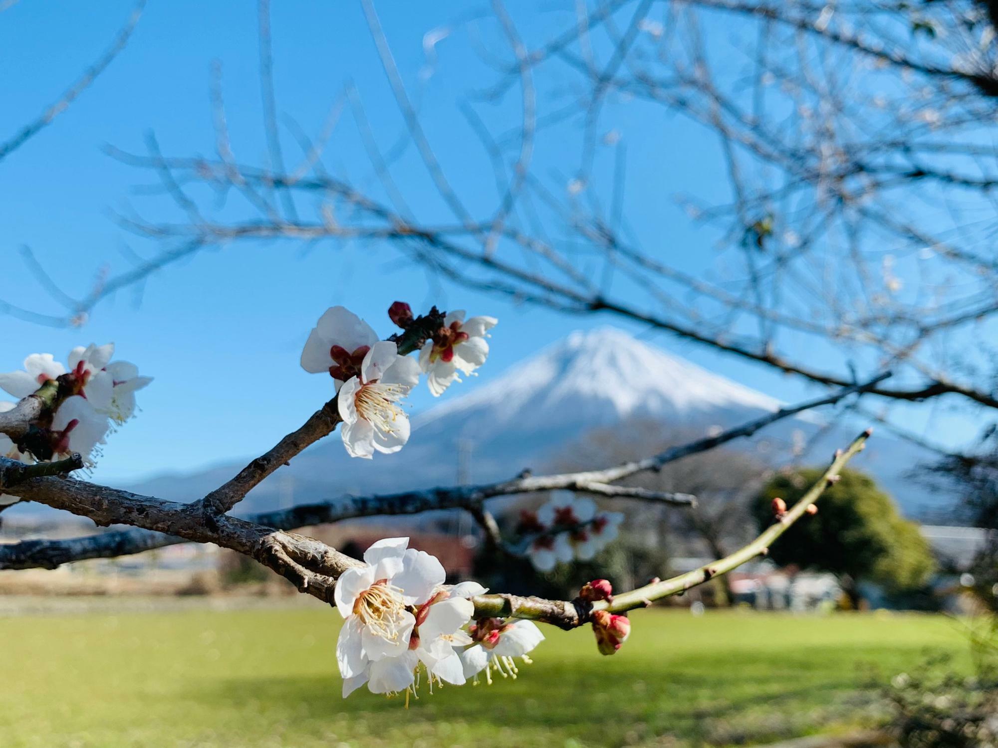 富士山を背景に！