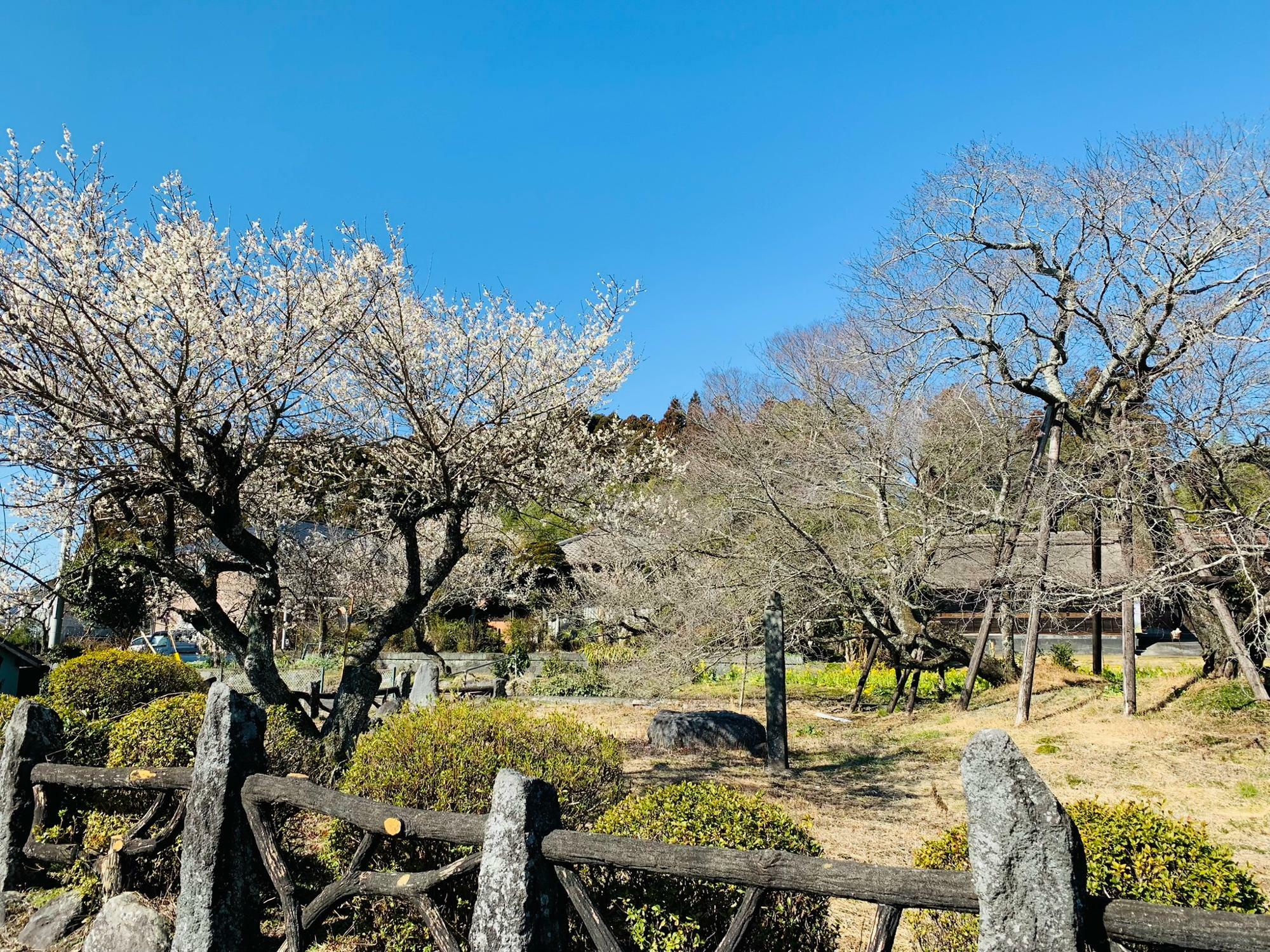 下馬桜横の梅