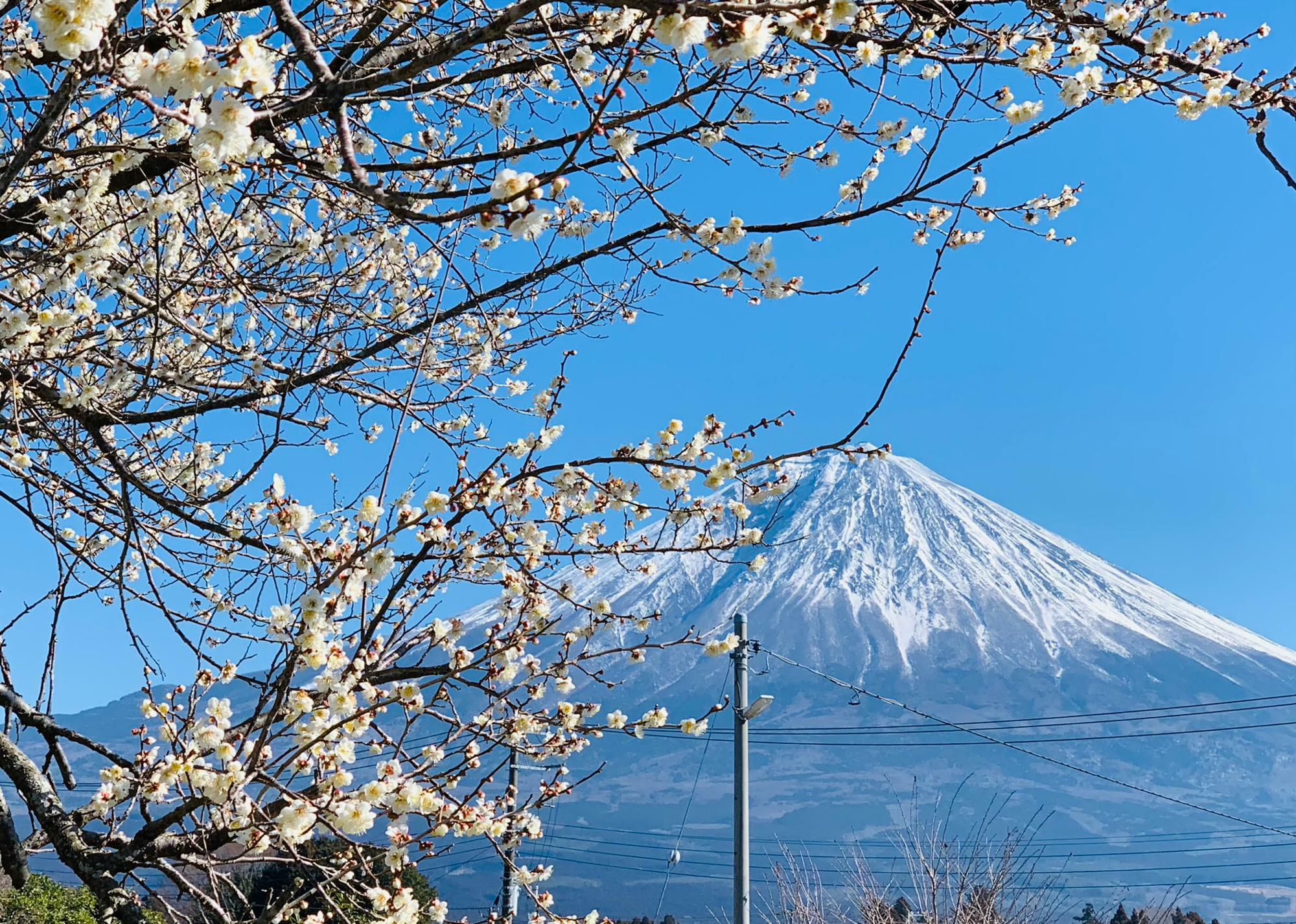 梅の花と富士山