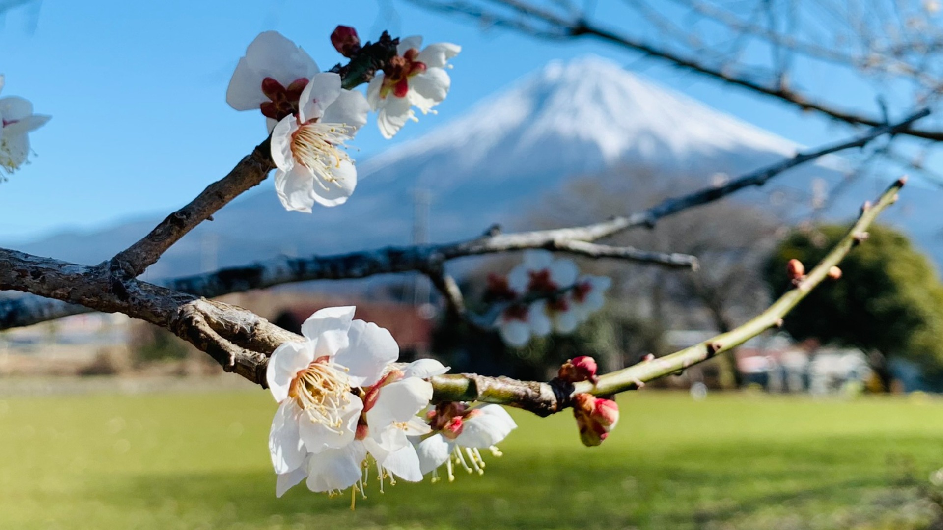 富士宮市】狩宿の桜…はまだですが、梅と菜の花で春の訪れを感じ