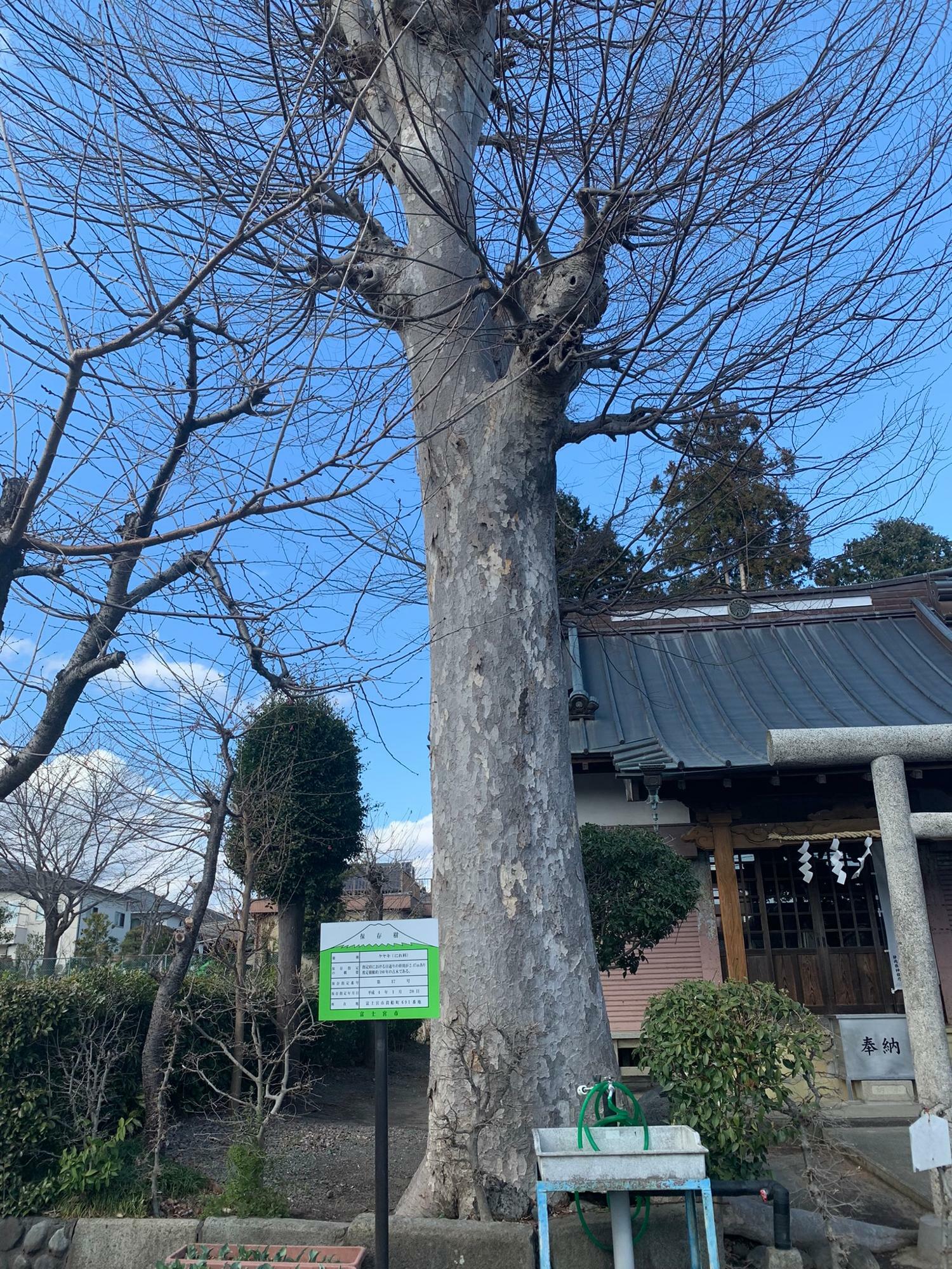 富士宮市指定保存樹のケヤキ