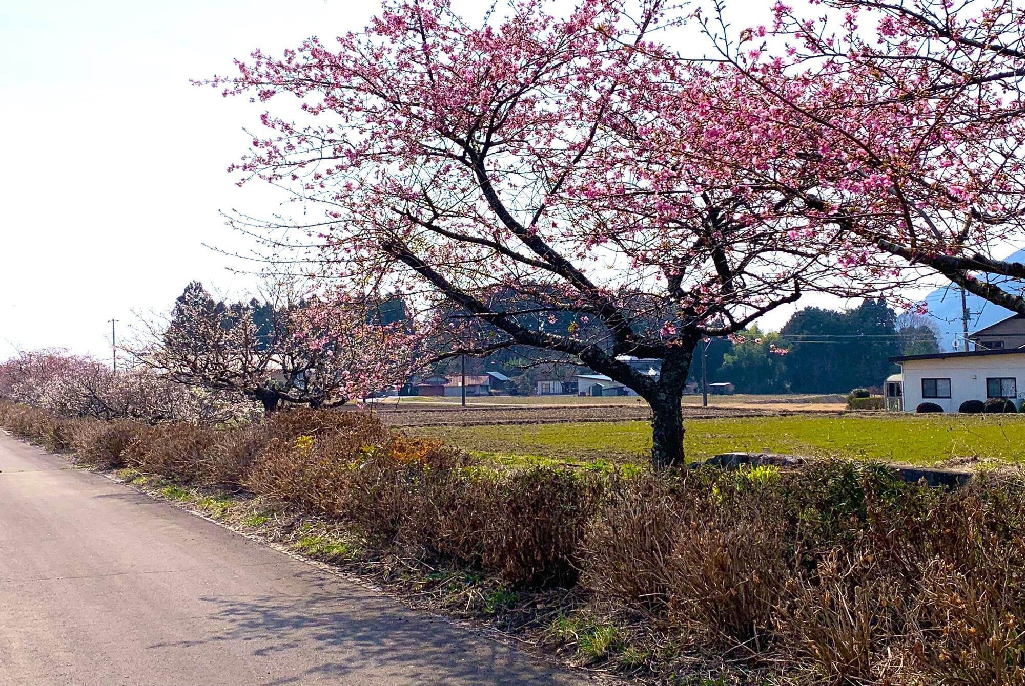 ひざ丈くらいの枯れたような木は紫陽花です