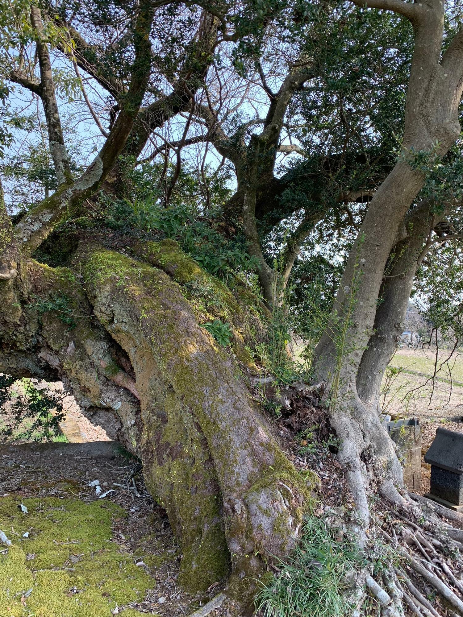 木から木が生えてる…