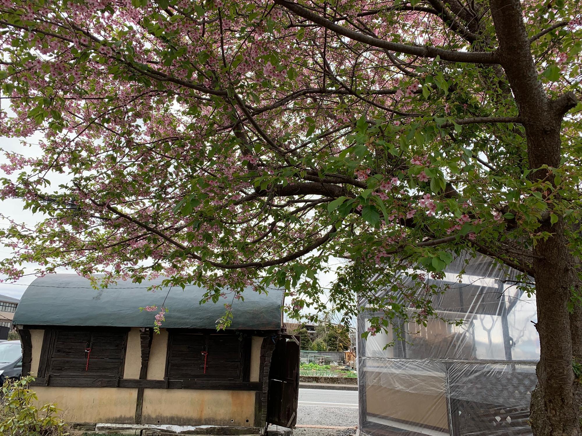 かわいいコンテナハウスと桜の木