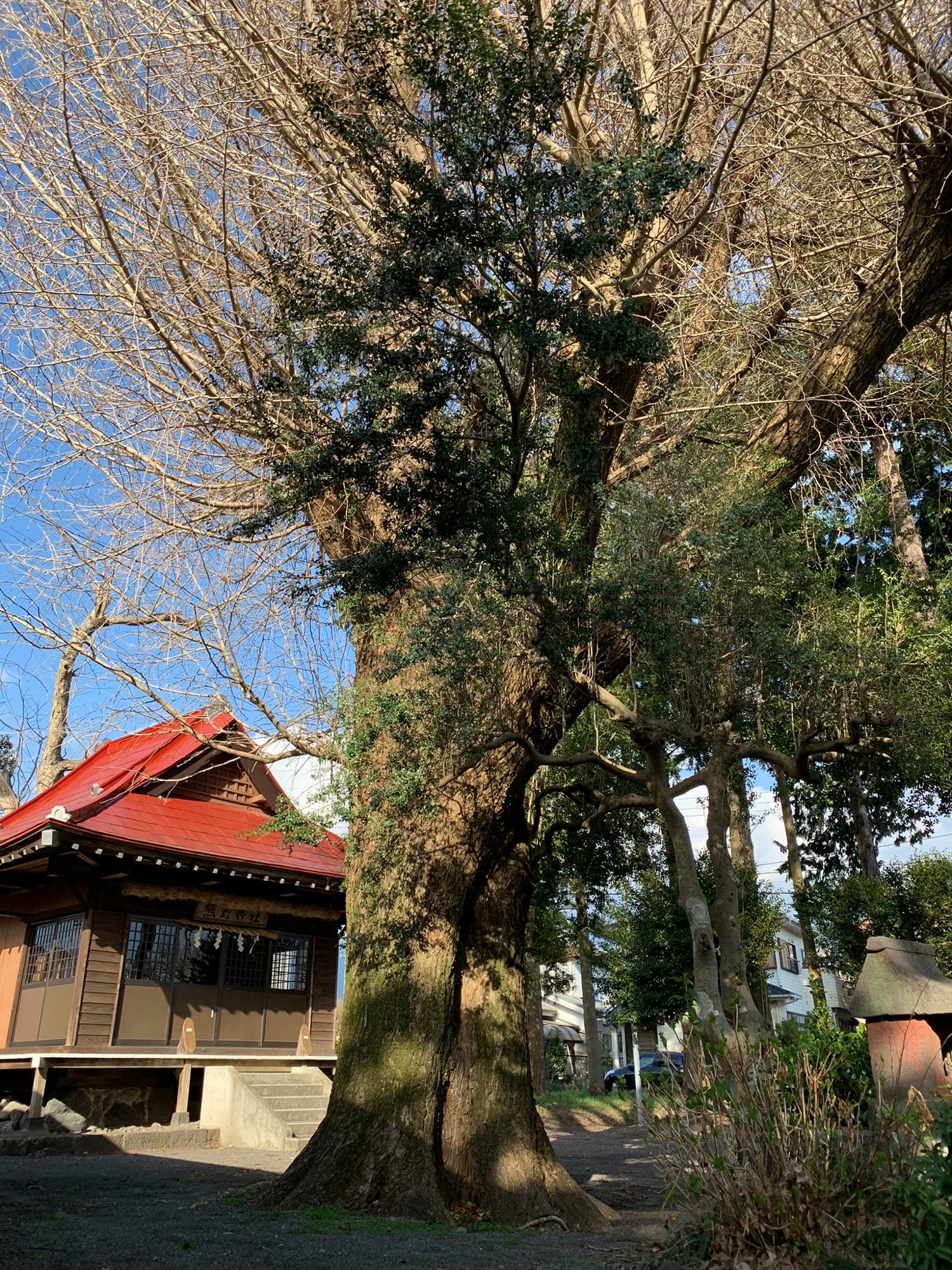 立派なイチョウの木です