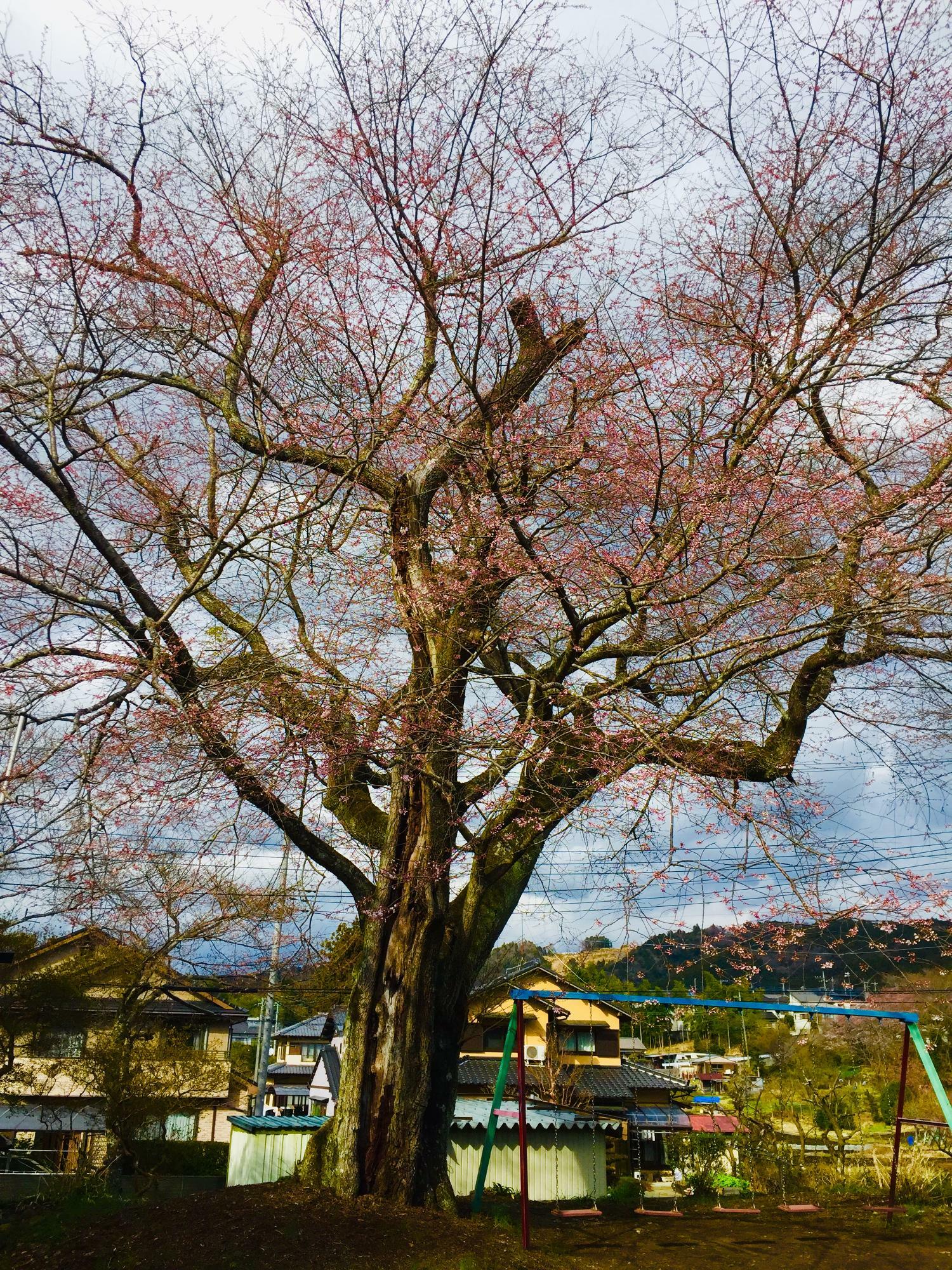 富士宮市の指定天然記念物になっているエドヒガンザクラ