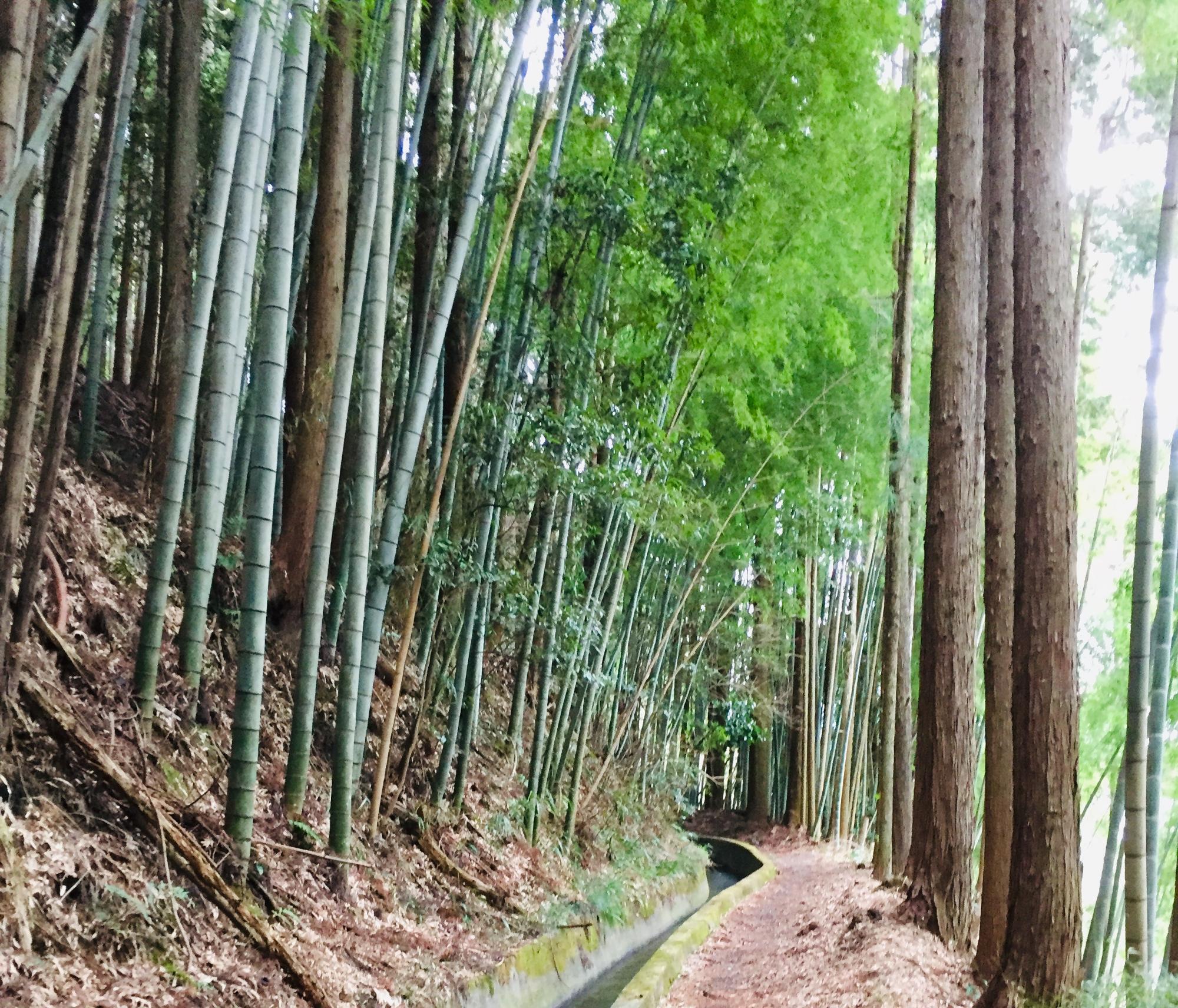 水路に沿って歩きます