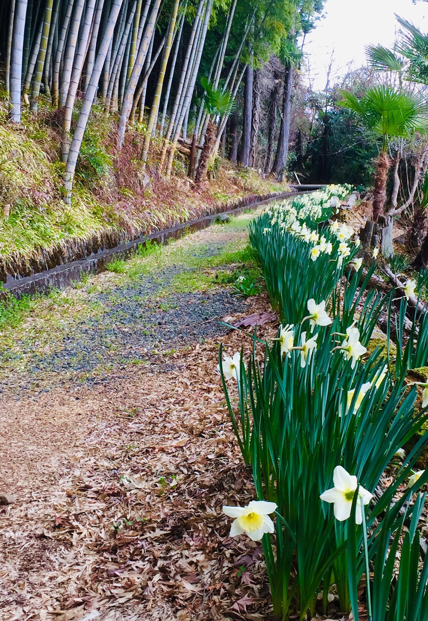 水仙が綺麗です