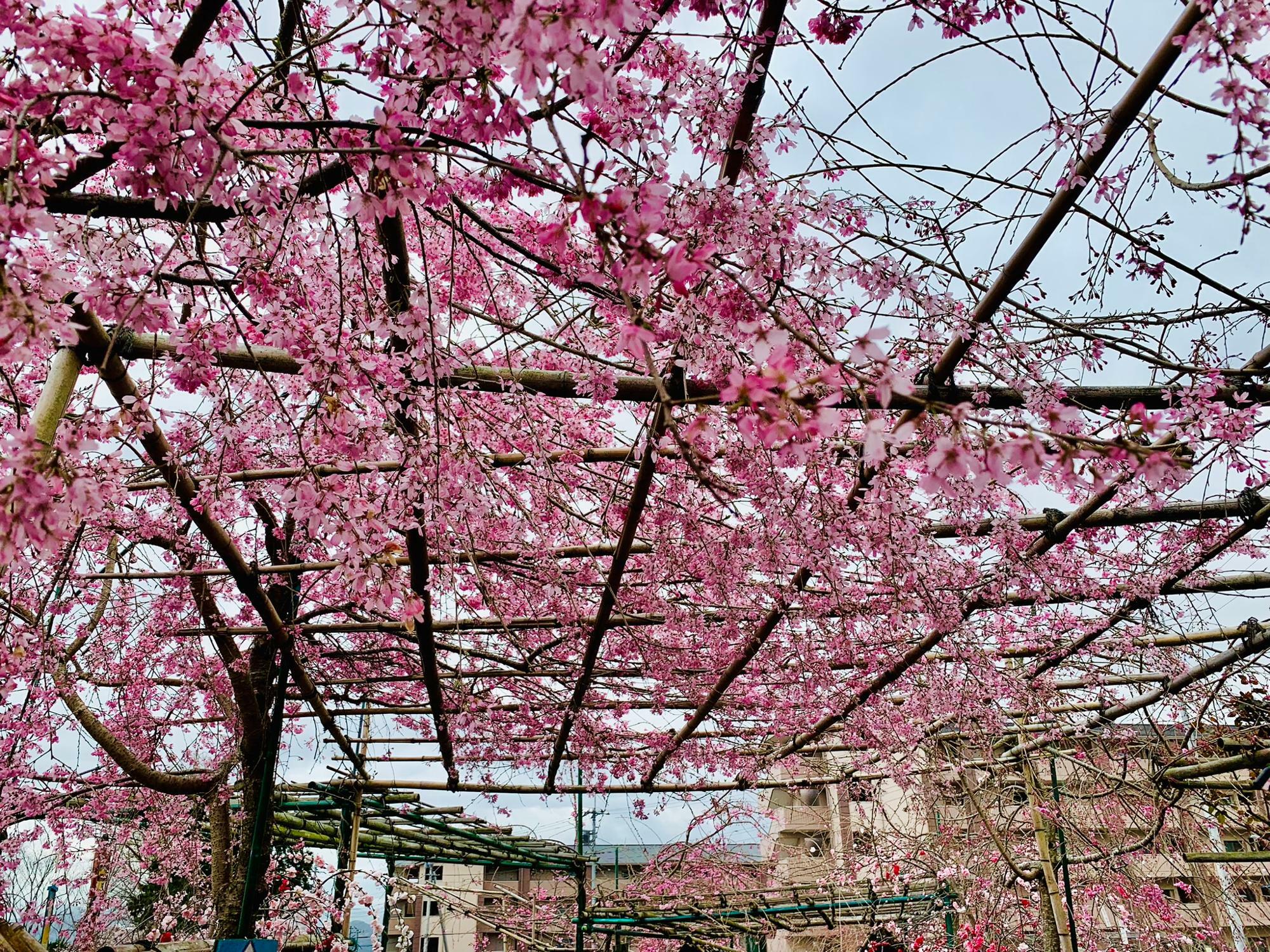 桜の屋根！