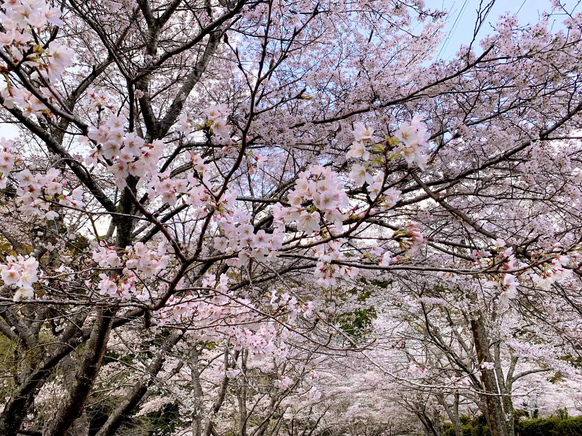 稲瀬会場から裏の川沿い