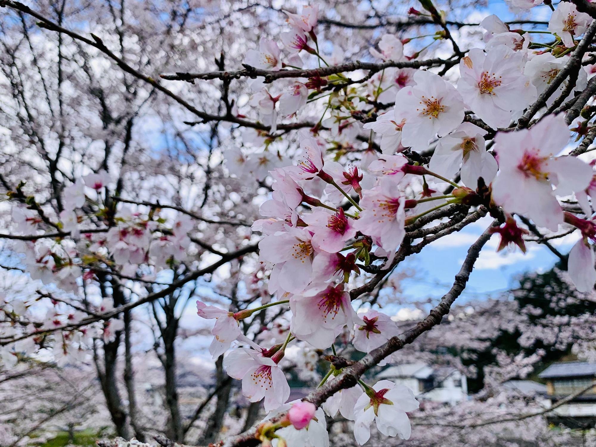 満開の桜