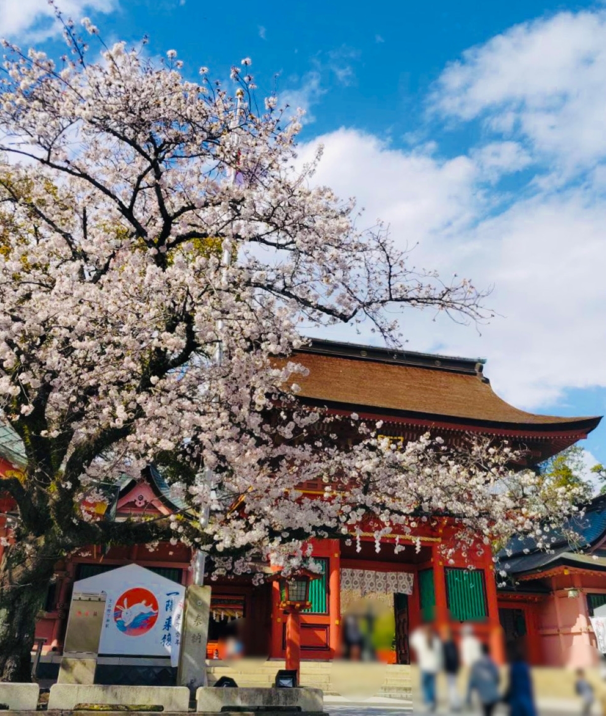 楼門と桜