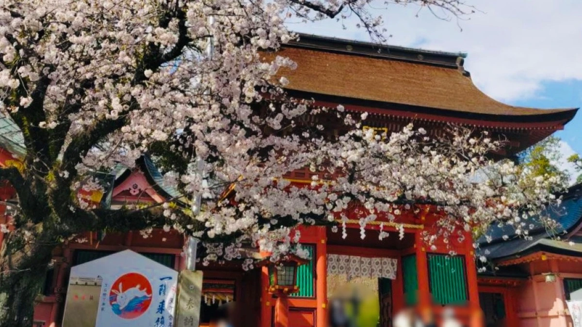 富士宮市】青空に映える桜と幻想的な桜、どっちが好き？どちらも