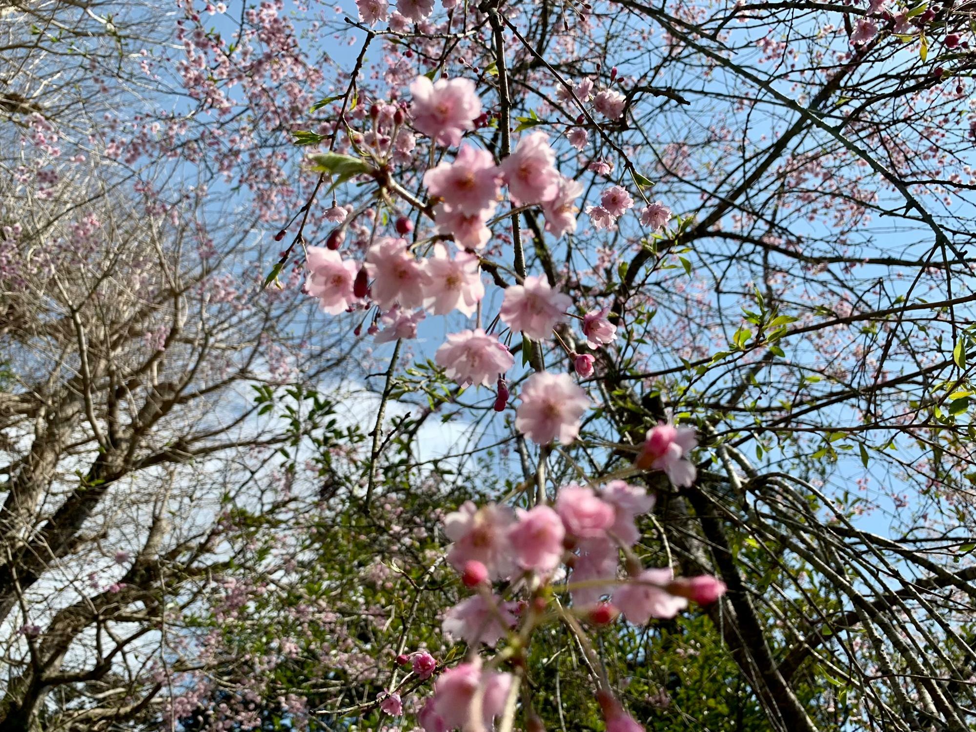 桜は微かに残っている程度