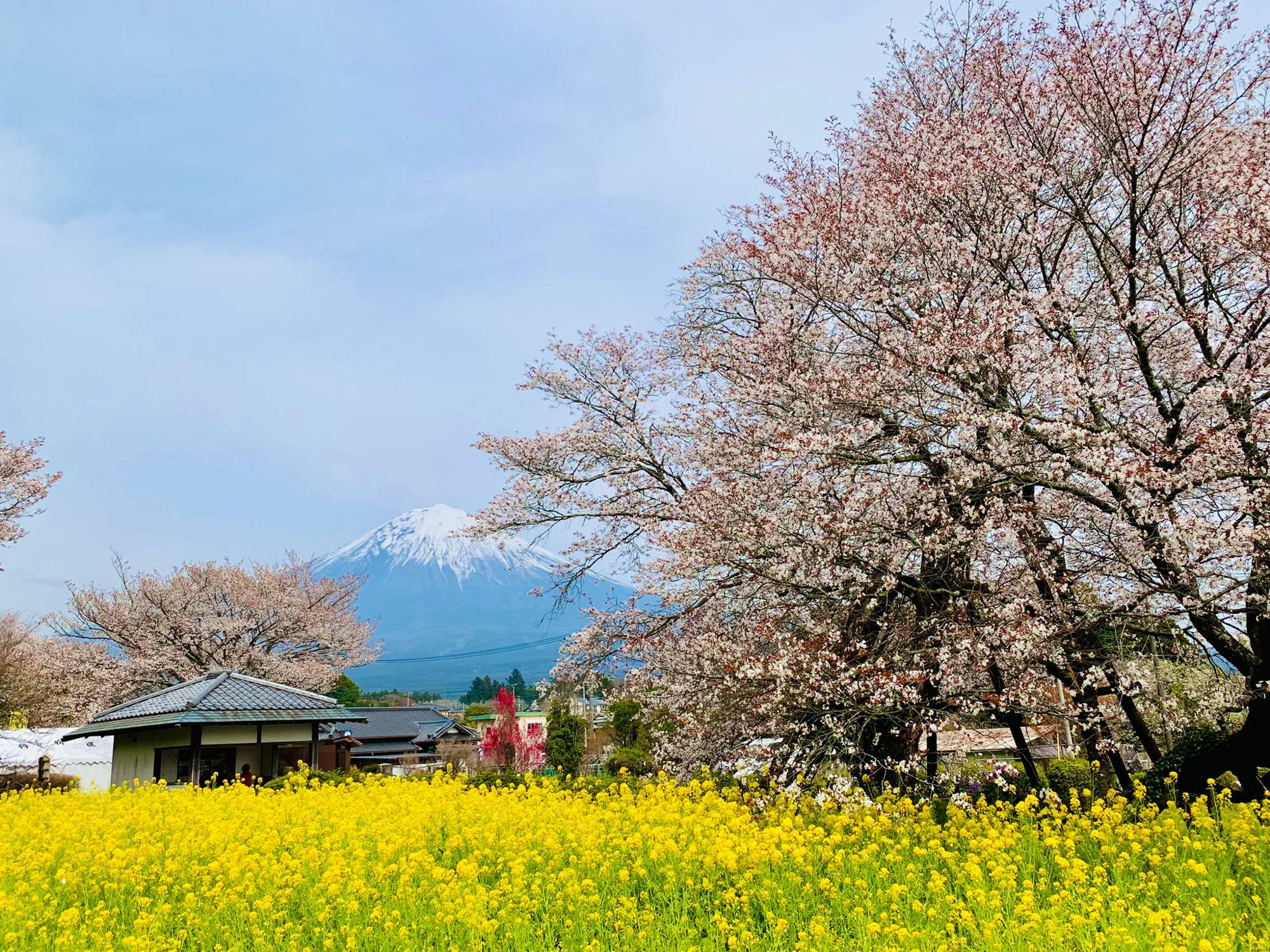 菜の花と下馬桜と富士山！申し分ない景色です
