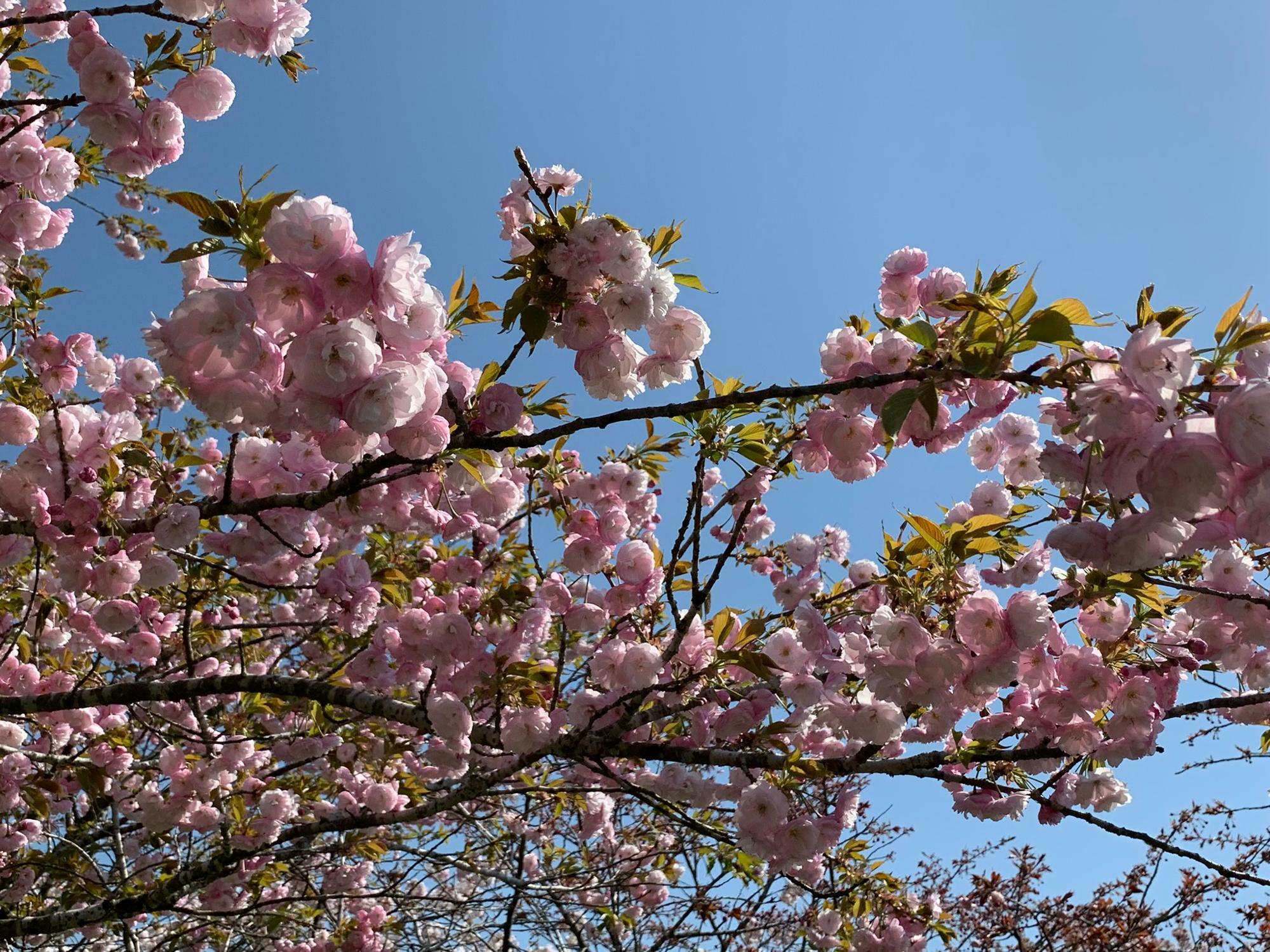 八重桜は開花時間が長いのだそう。
