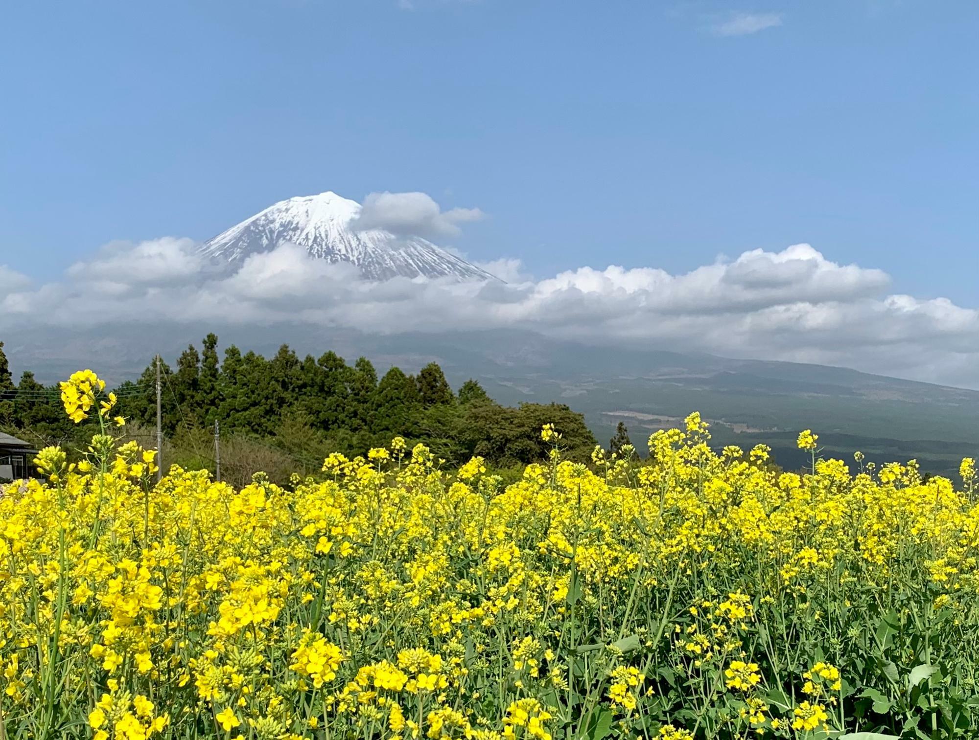 富士山と菜の花の共演！