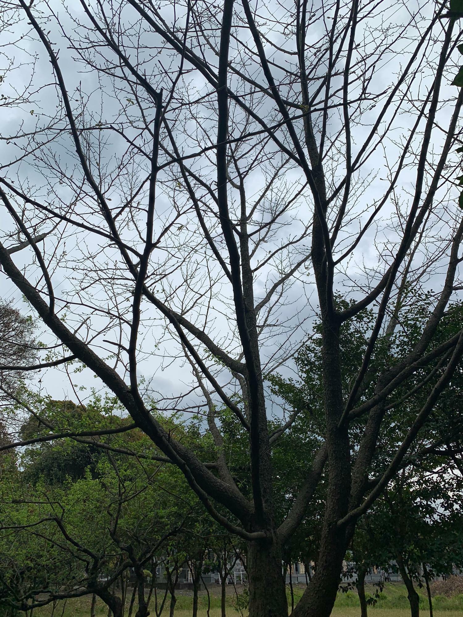 先週4月15日撮影　ハンカチの木