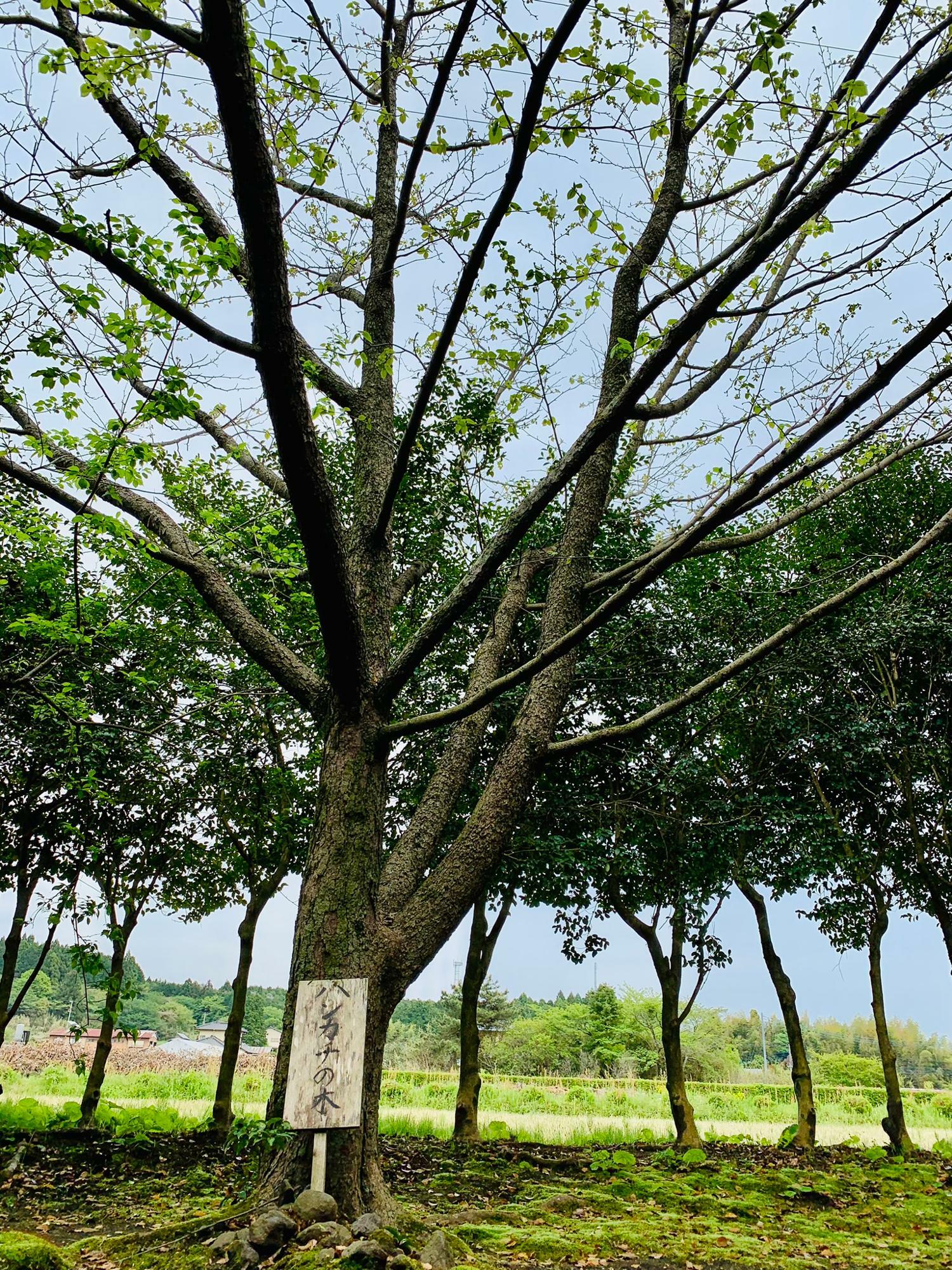 4月19日撮影　ハンカチの木